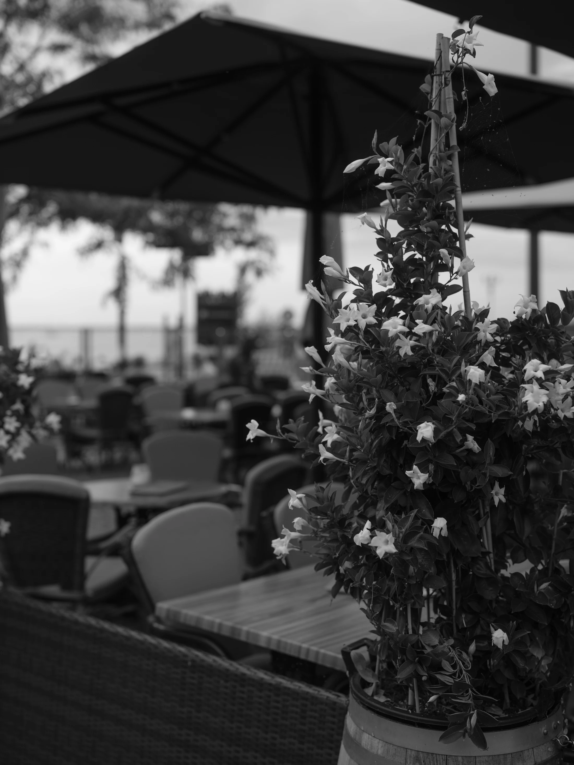 Terrasse fleurie en fin de journée