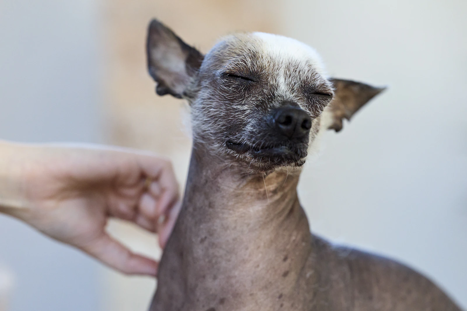 Hairless Chinese Crested dog being petted, photo by Erwin Bosman on Unsplash