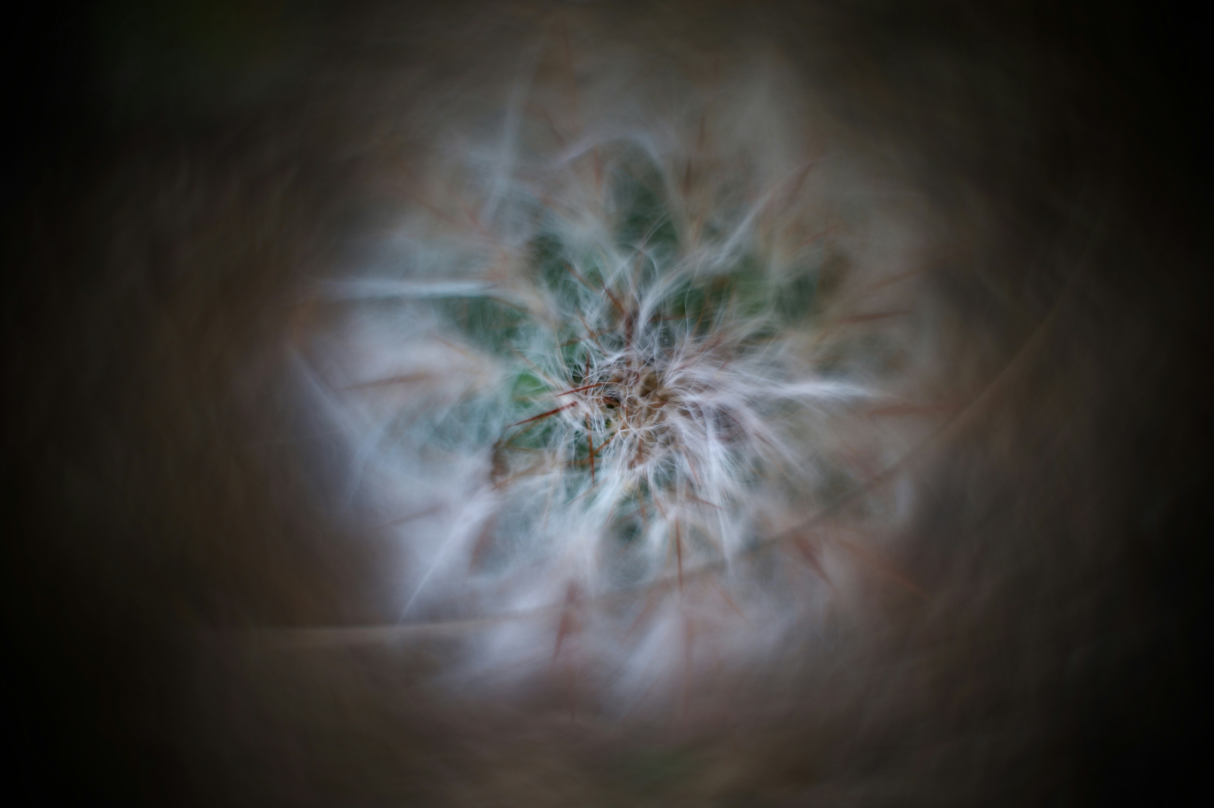 Nahaufnahme eines Löwenzahnsamenkopfes mit dünnen Fäden.