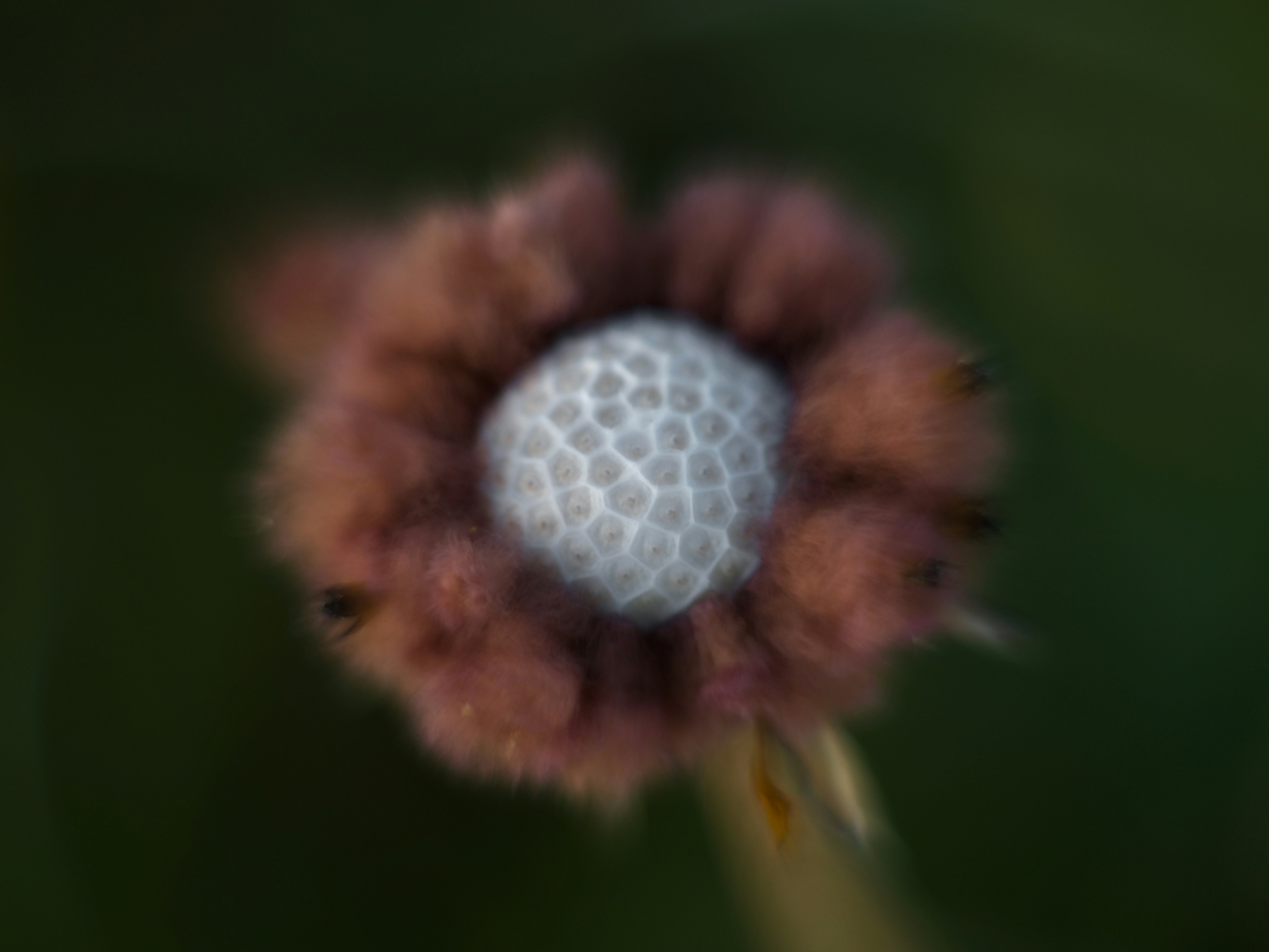 Nahaufnahme einer pelzigen braunen Blüte mit weißem Zentrum