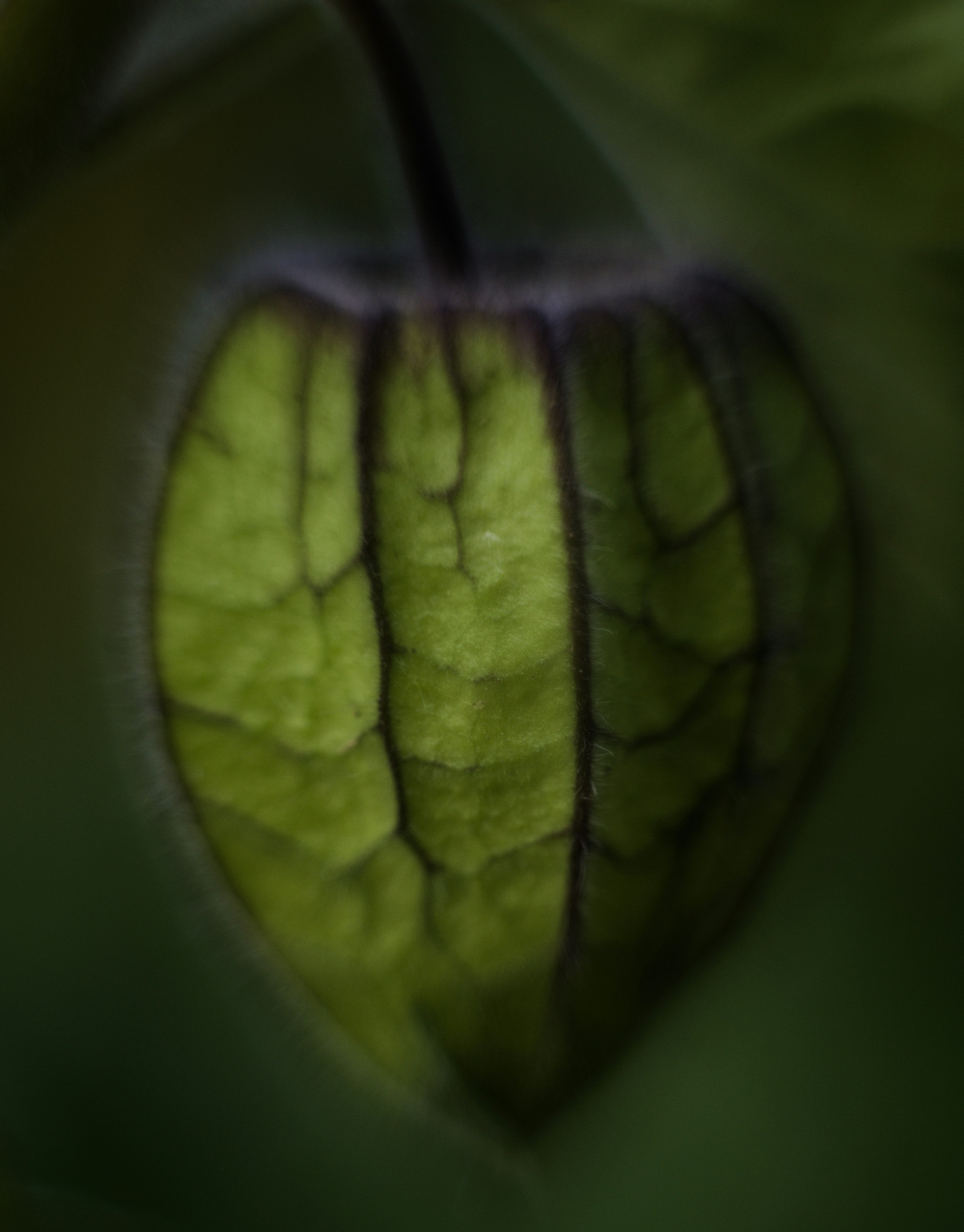 Nahaufnahme einer grünen chinesischen Laternenpflanzenschale