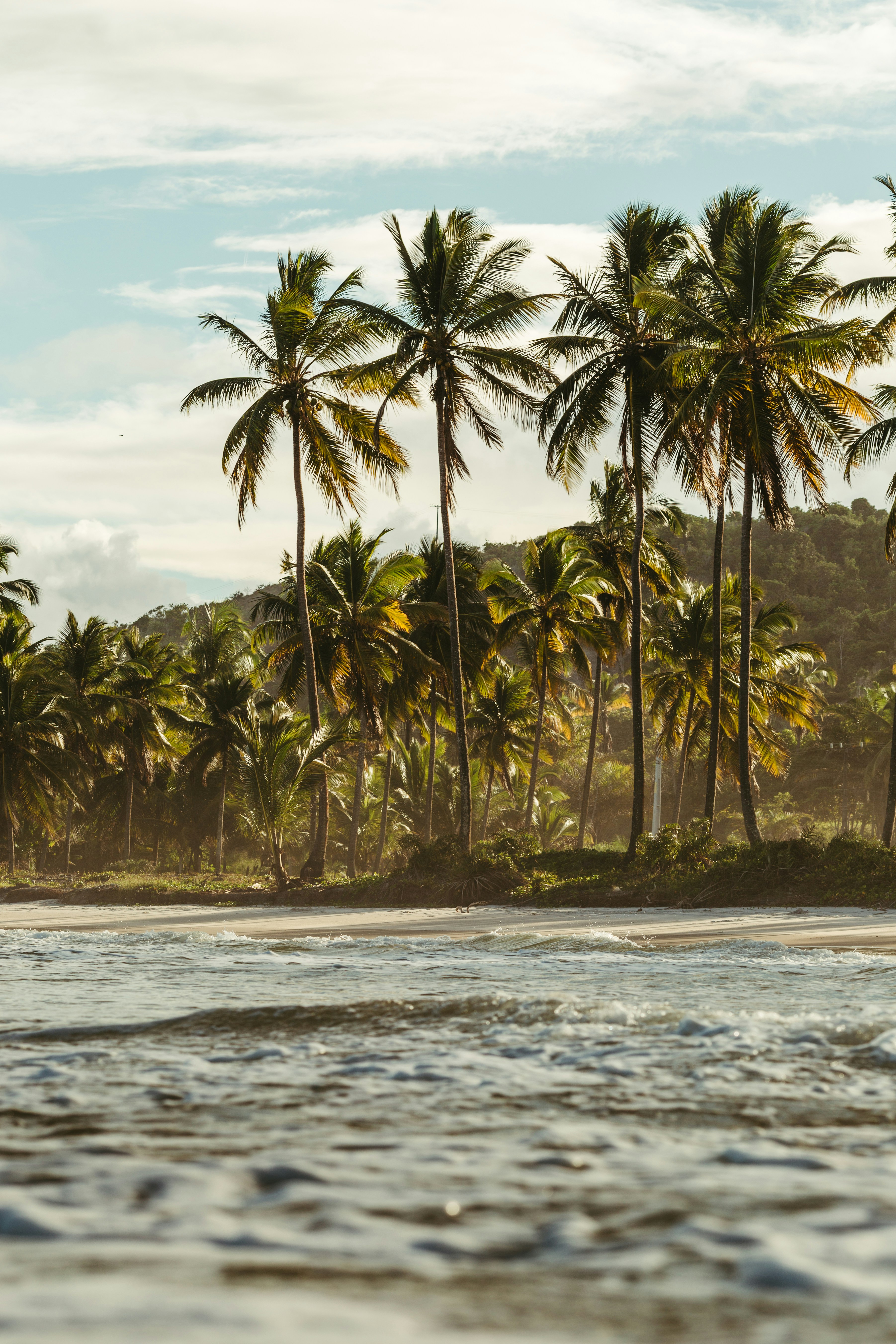 Palm trees line a tropical beach with gentle waves.
