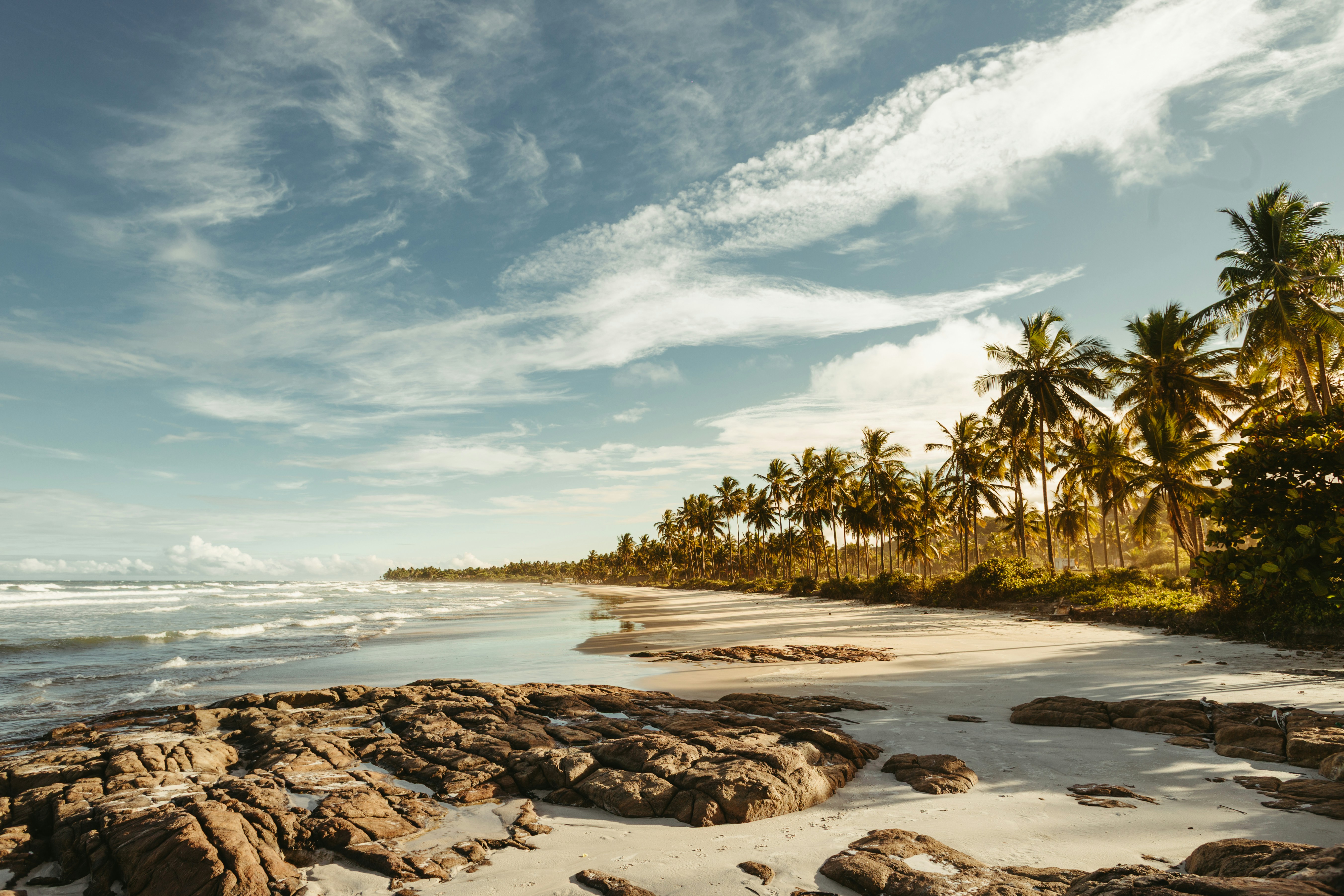 Palm trees line a sandy beach with ocean waves.
