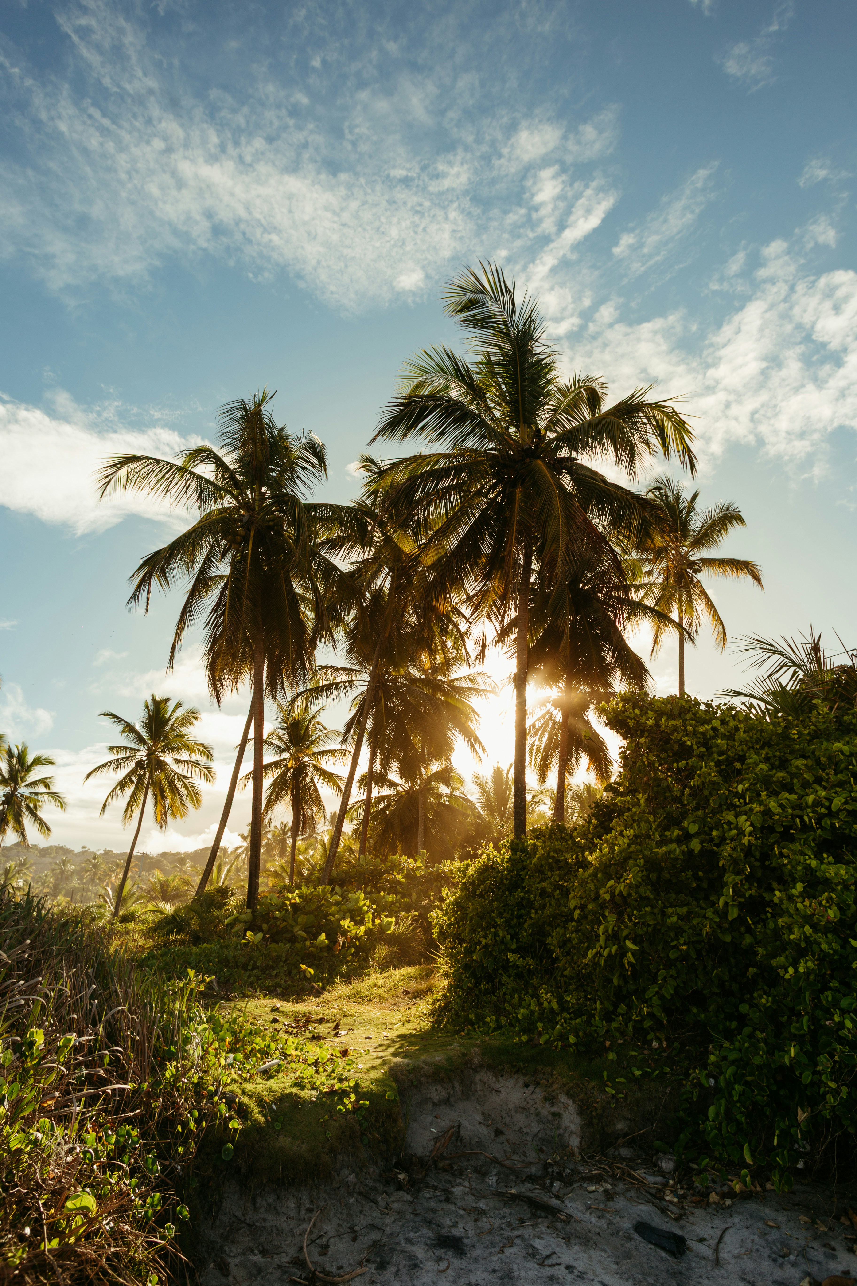 Palm trees silhouetted against a bright sunny sky.