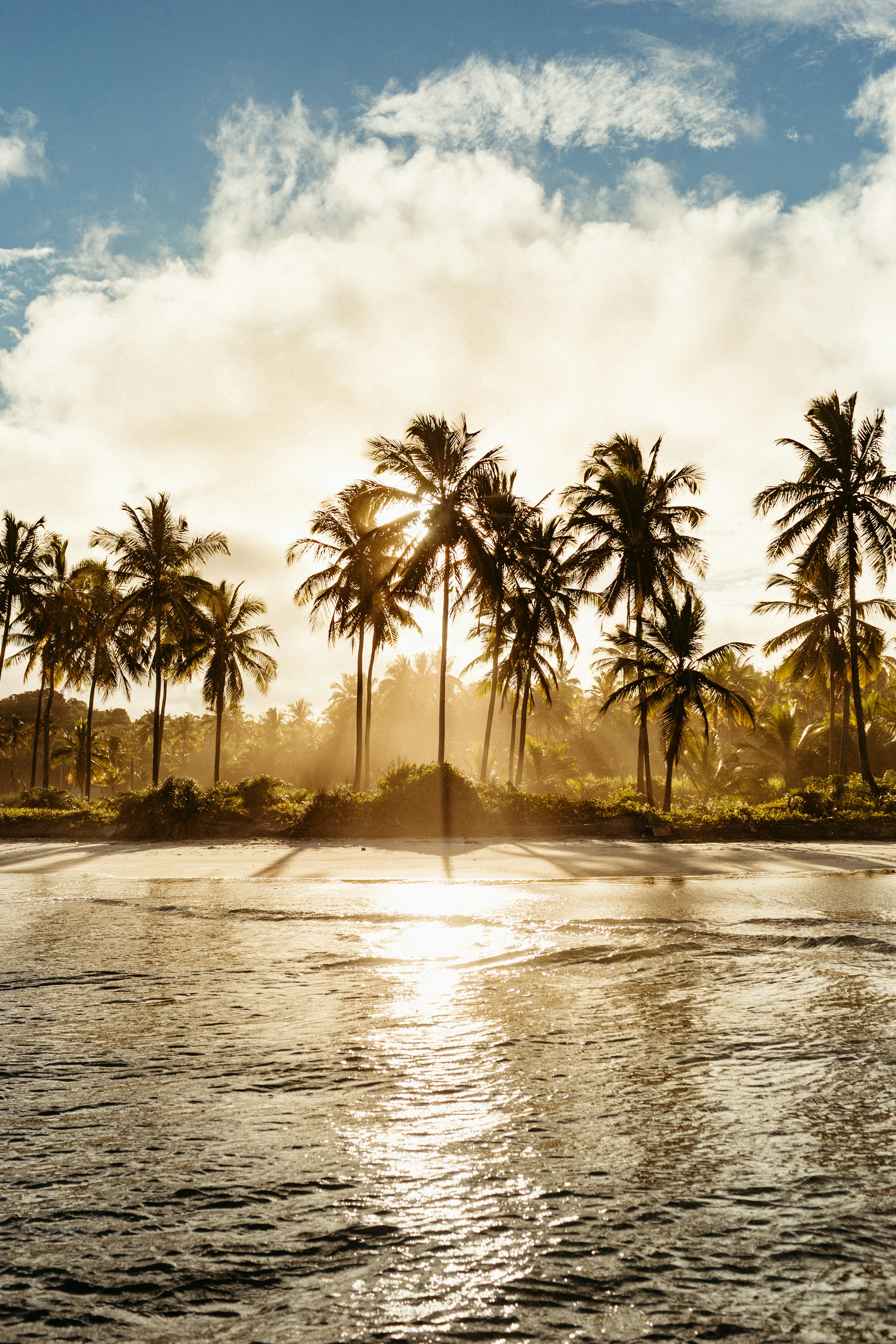 Palm trees on a tropical beach at sunset