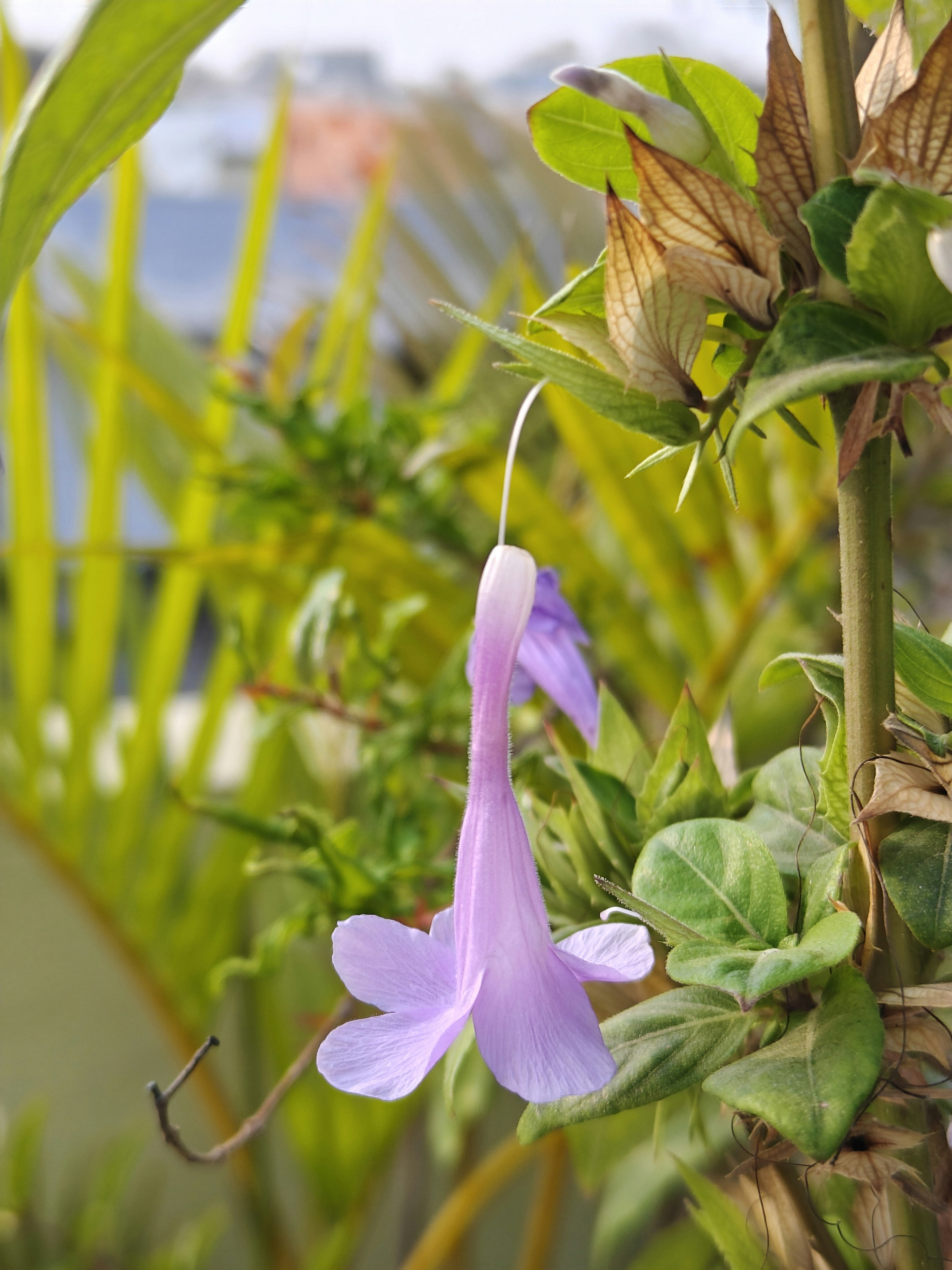 Una delicada flor morada cuelga de un tallo verde.