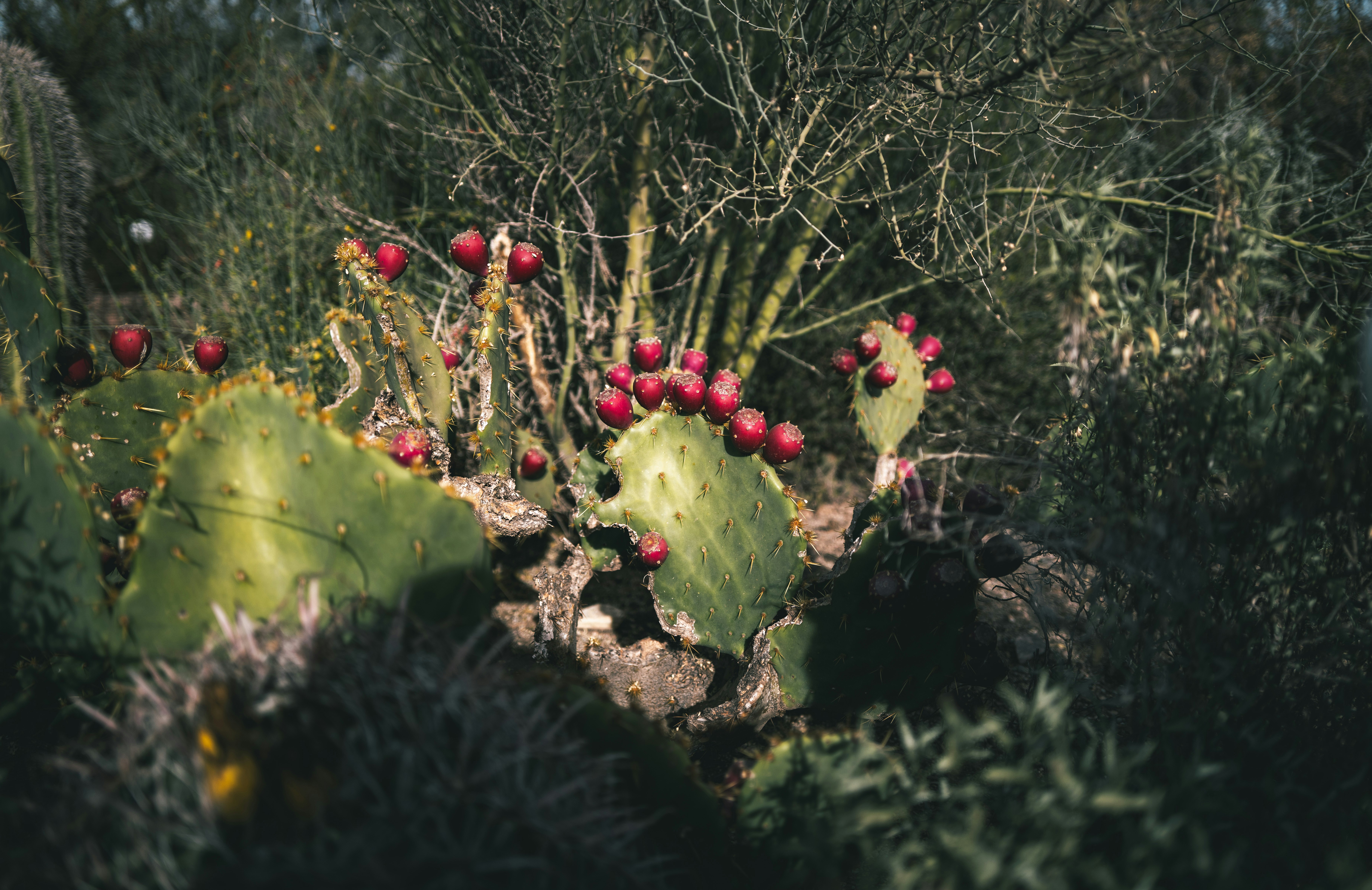 Prickly pear cactus with ripe red fruit in desert.