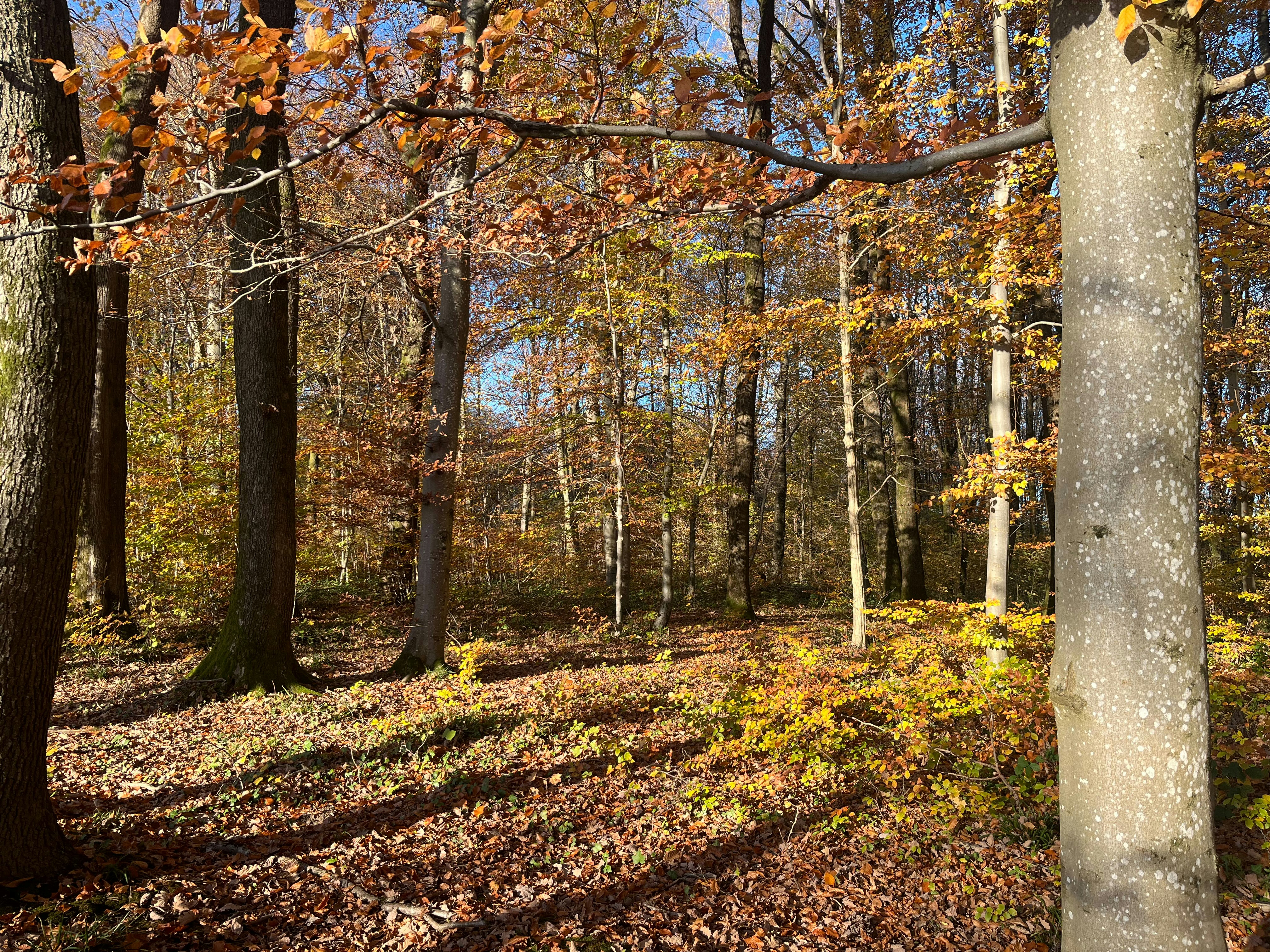 Photo by caraleopold