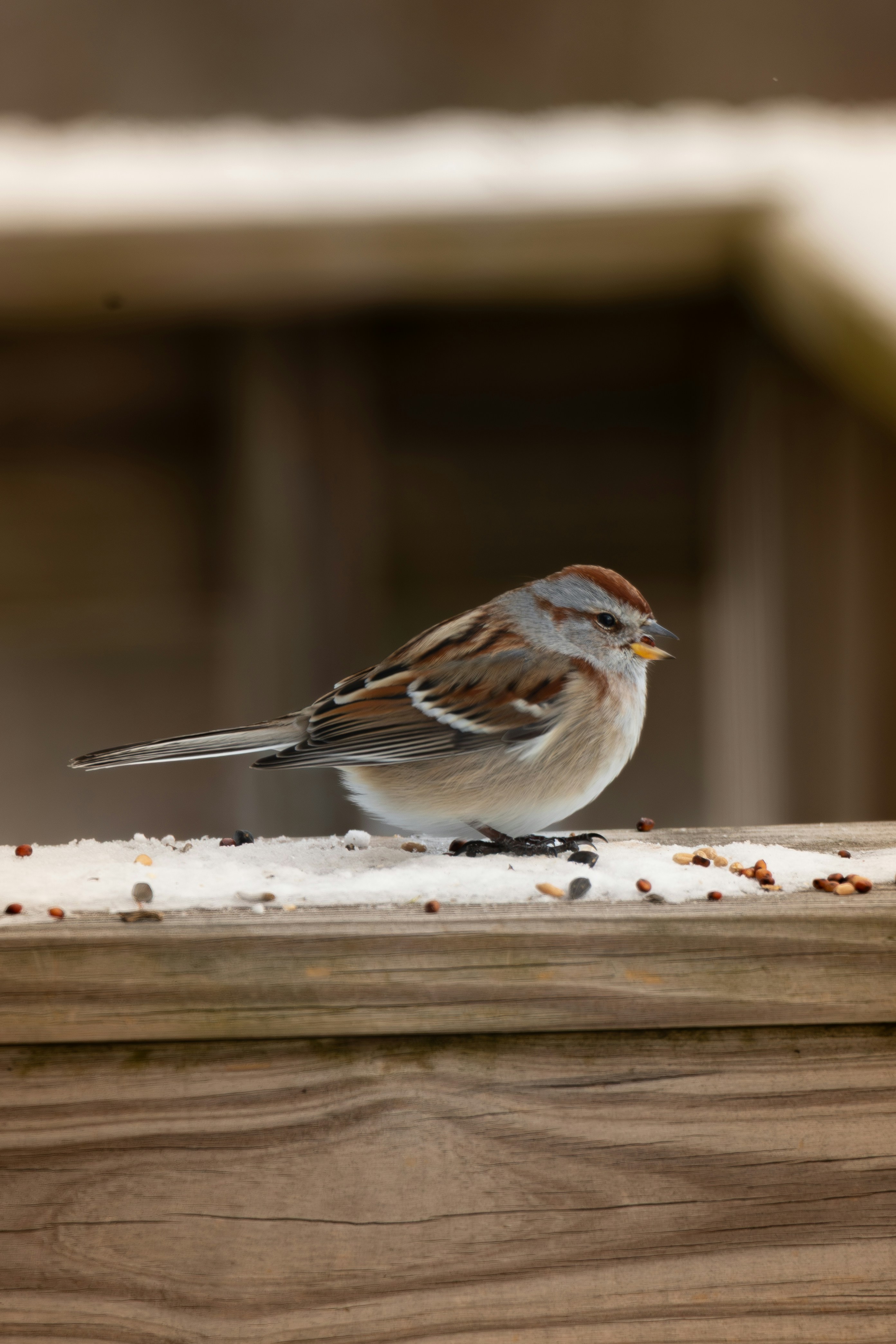A small bird sits on a wooden railing with snow.