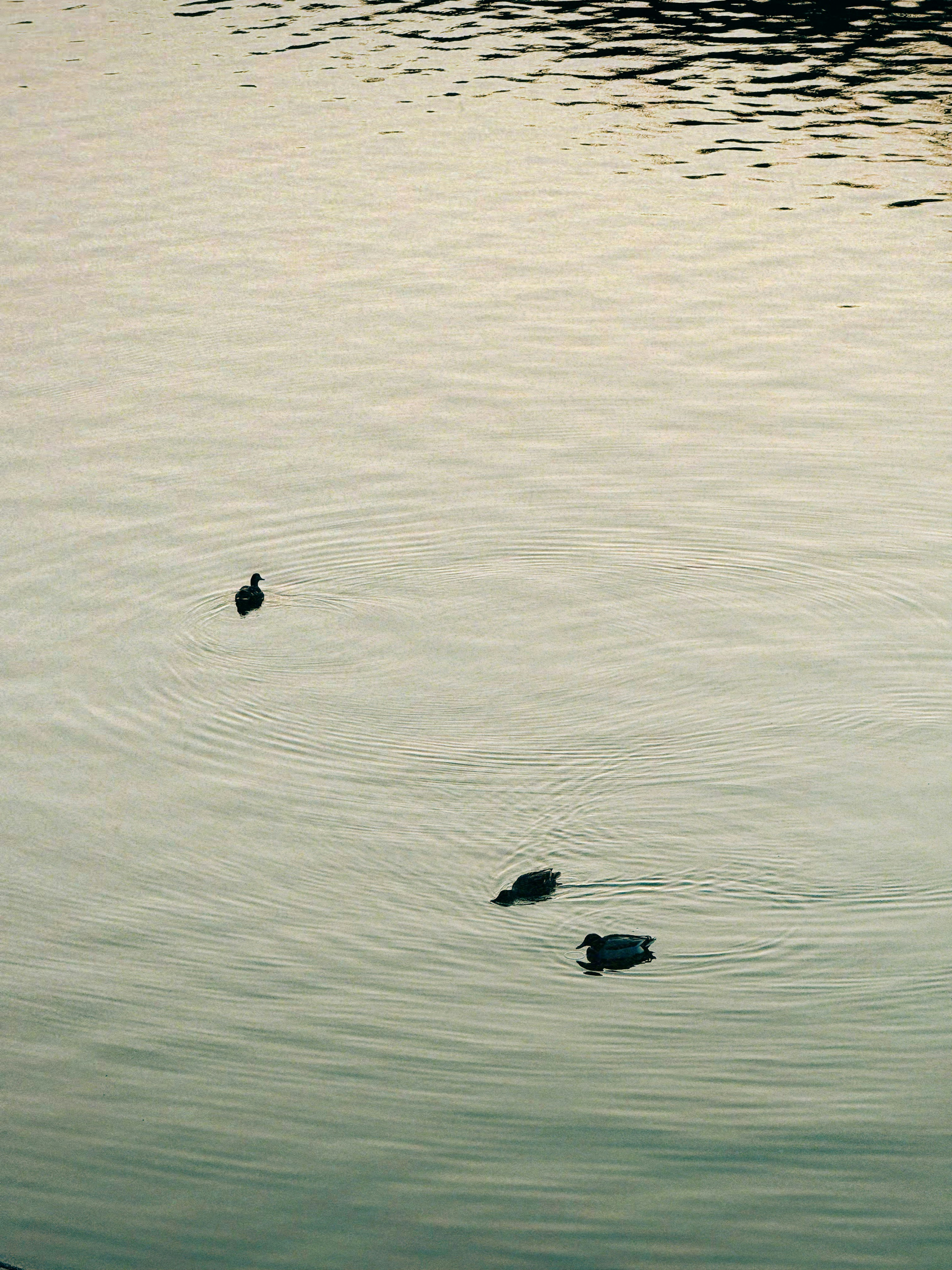 Tre anatre nuotano su un corpo d'acqua calmo.