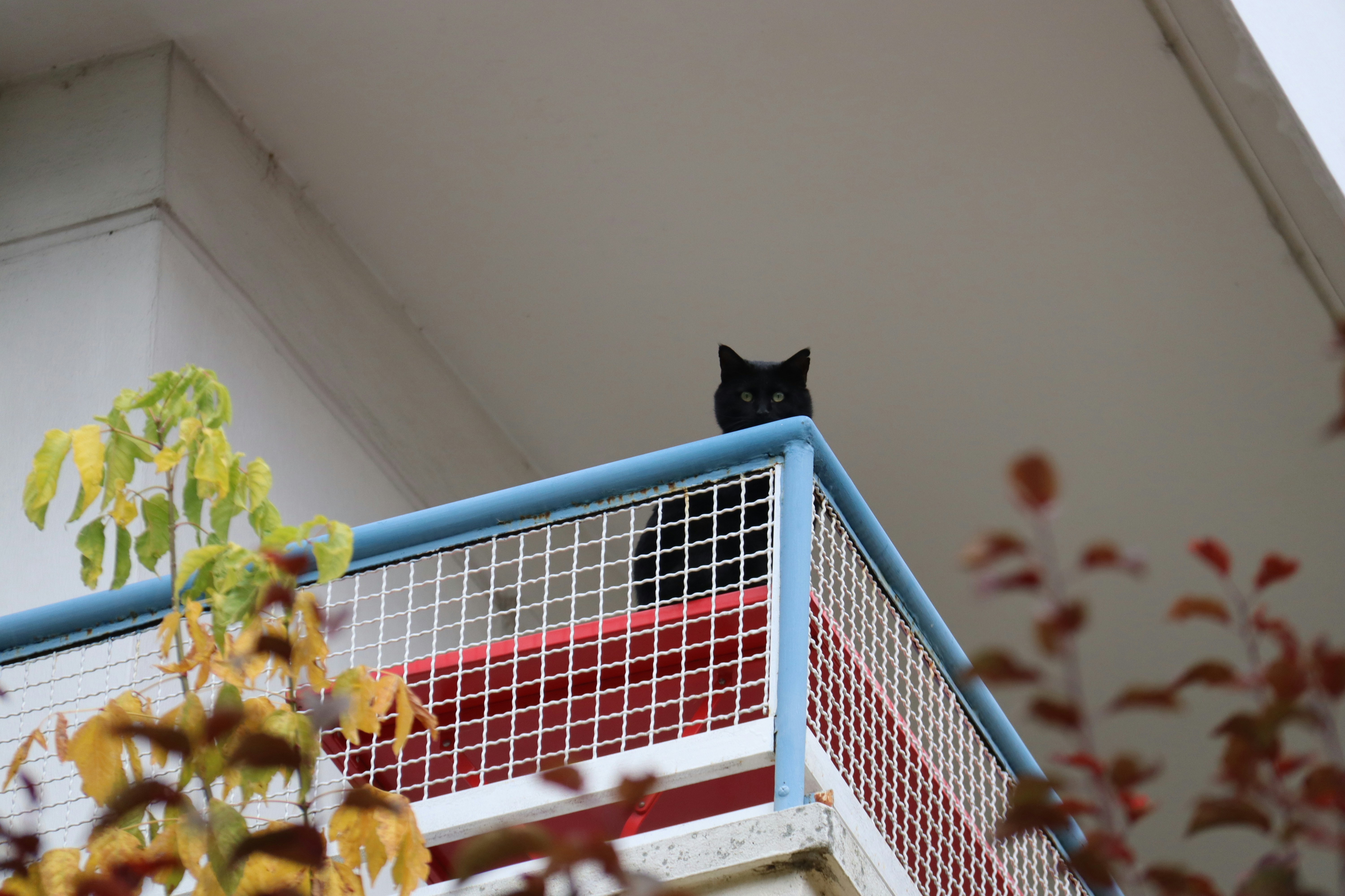 A black cat peeks over a balcony railing.