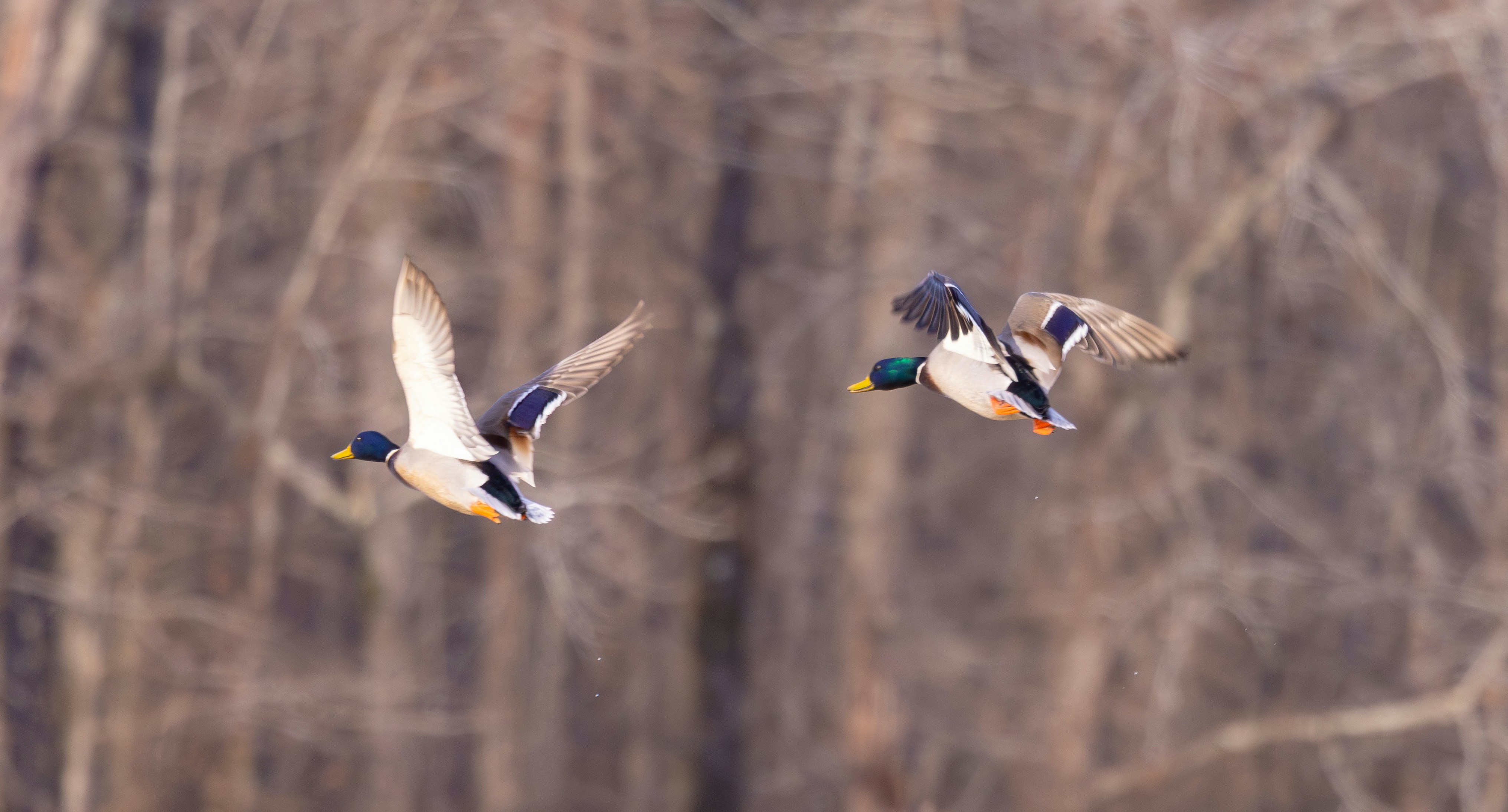 Two mallard ducks flying in the air