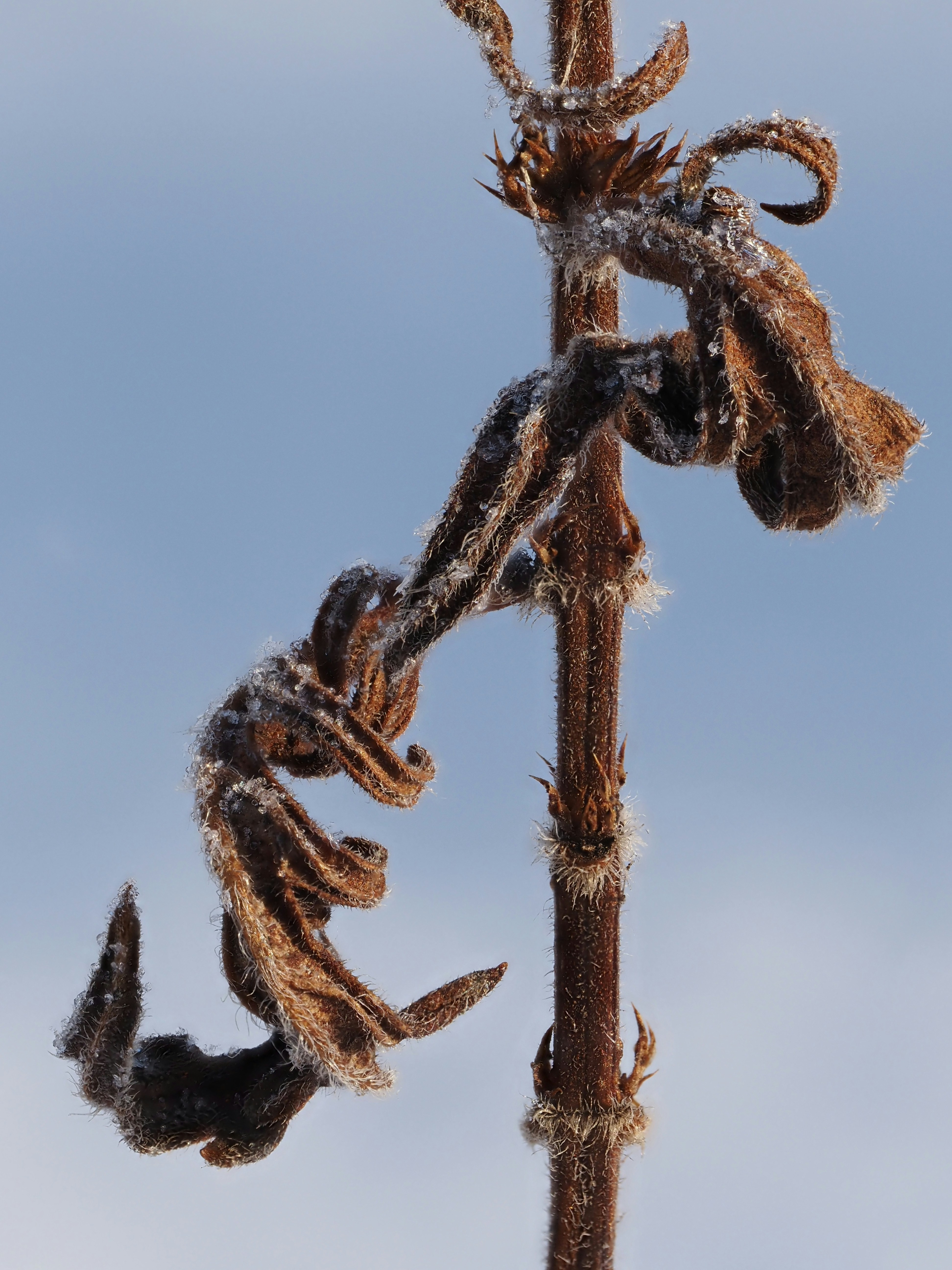 A frost-covered dried plant stem against a blue sky.