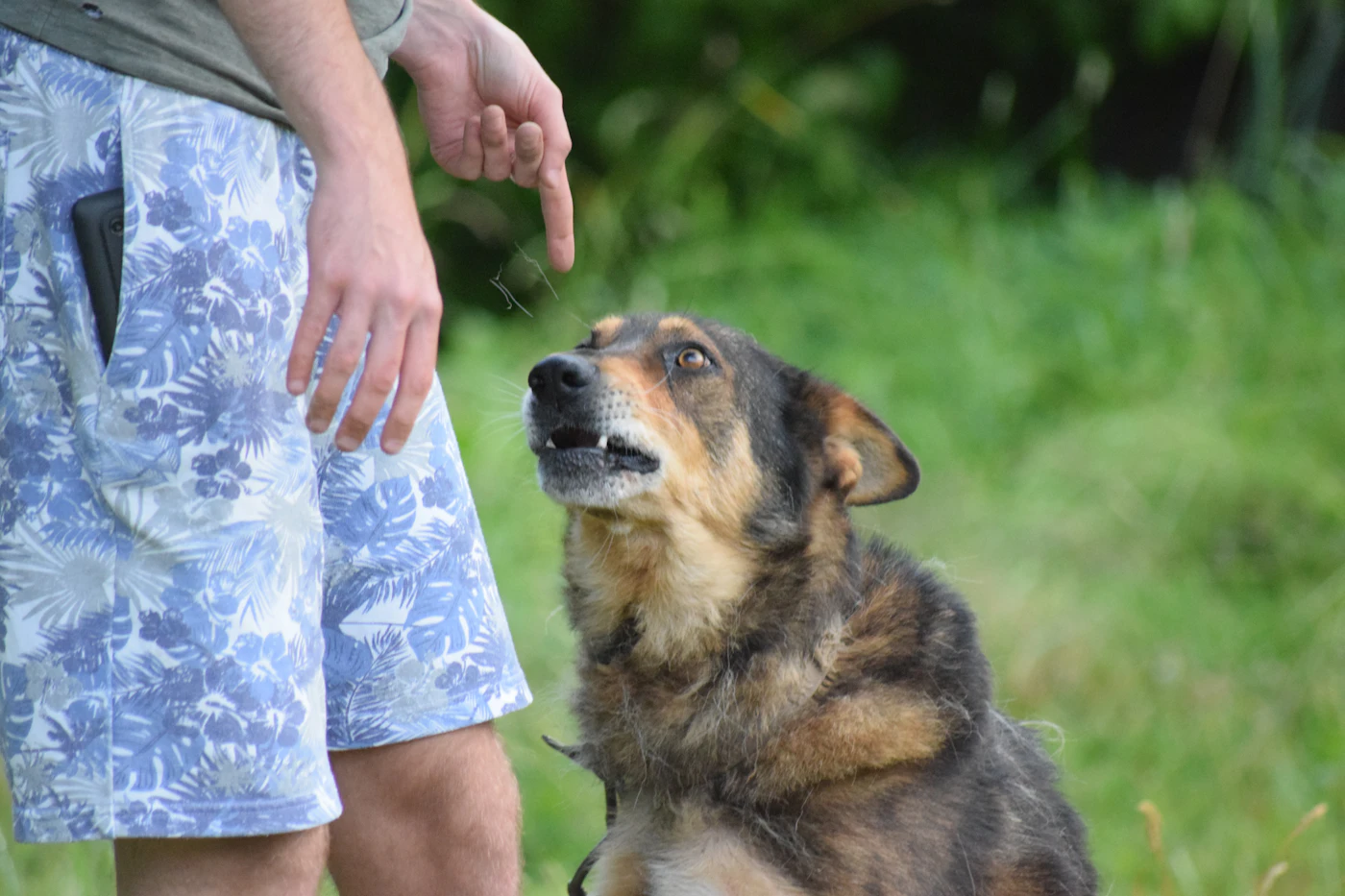 A trainer giving a hand signal above a seated dog that looks up attentively during an outdoor working session