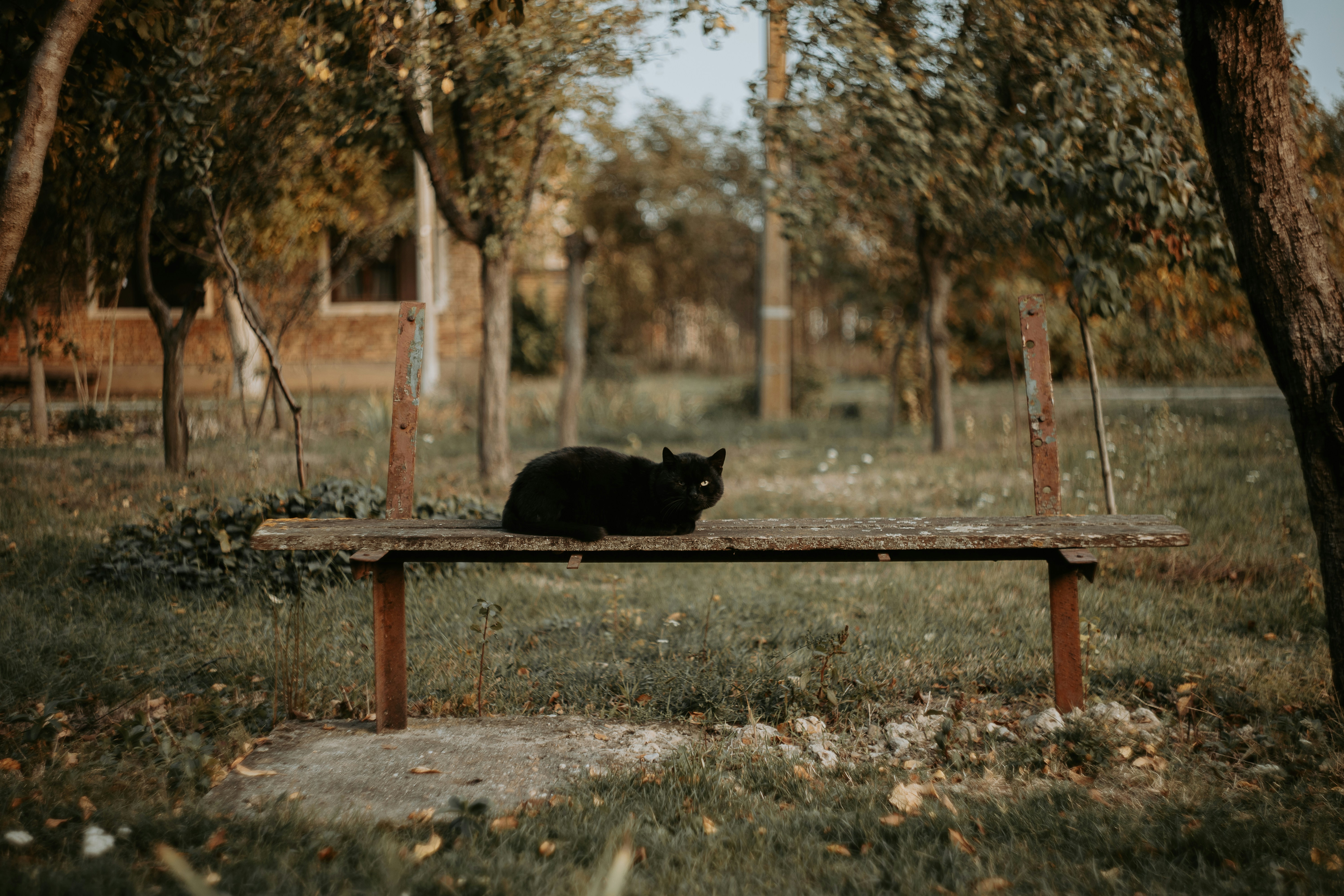 A black cat sits on a wooden bench outdoors.