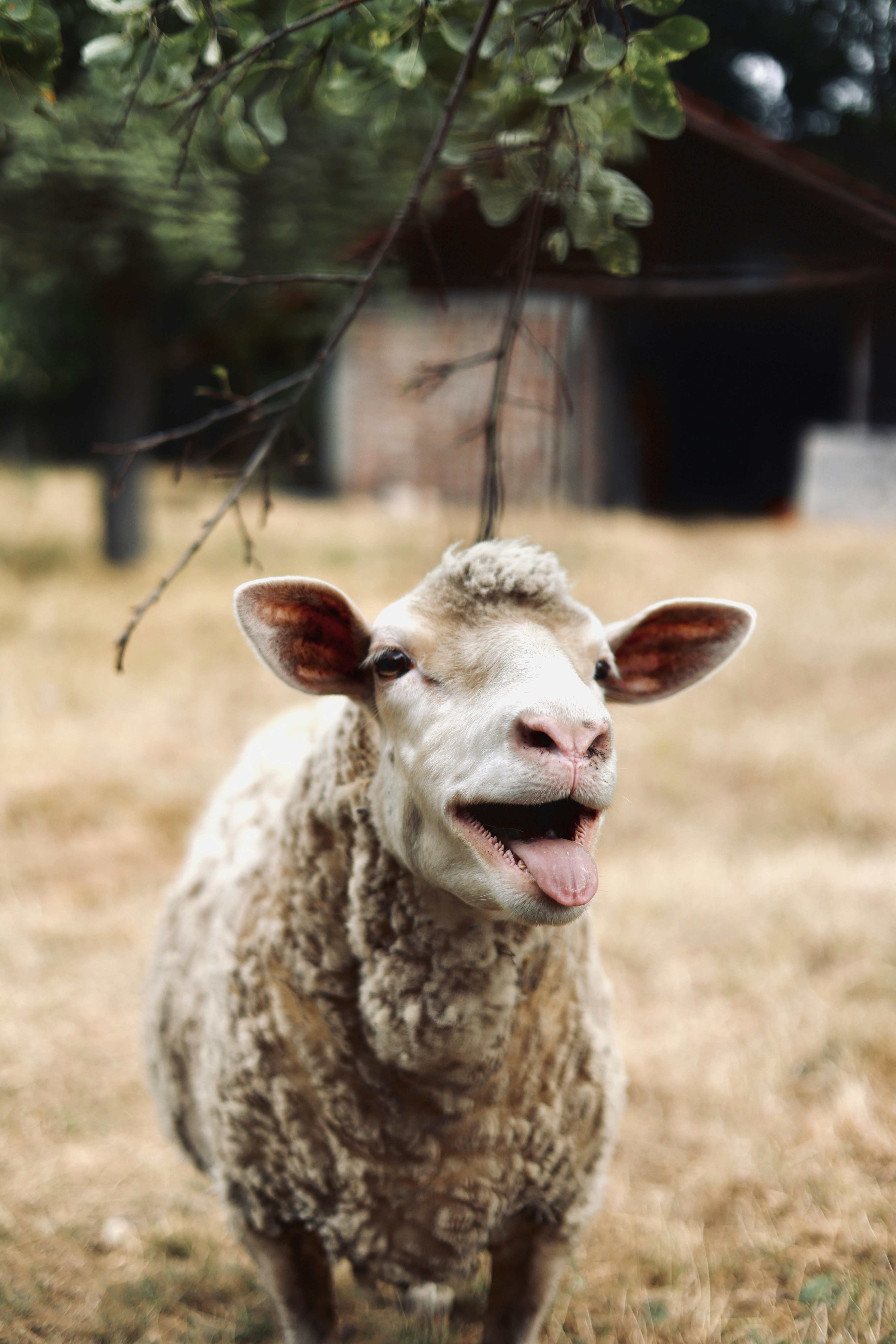 A sheep with its mouth open and tongue out