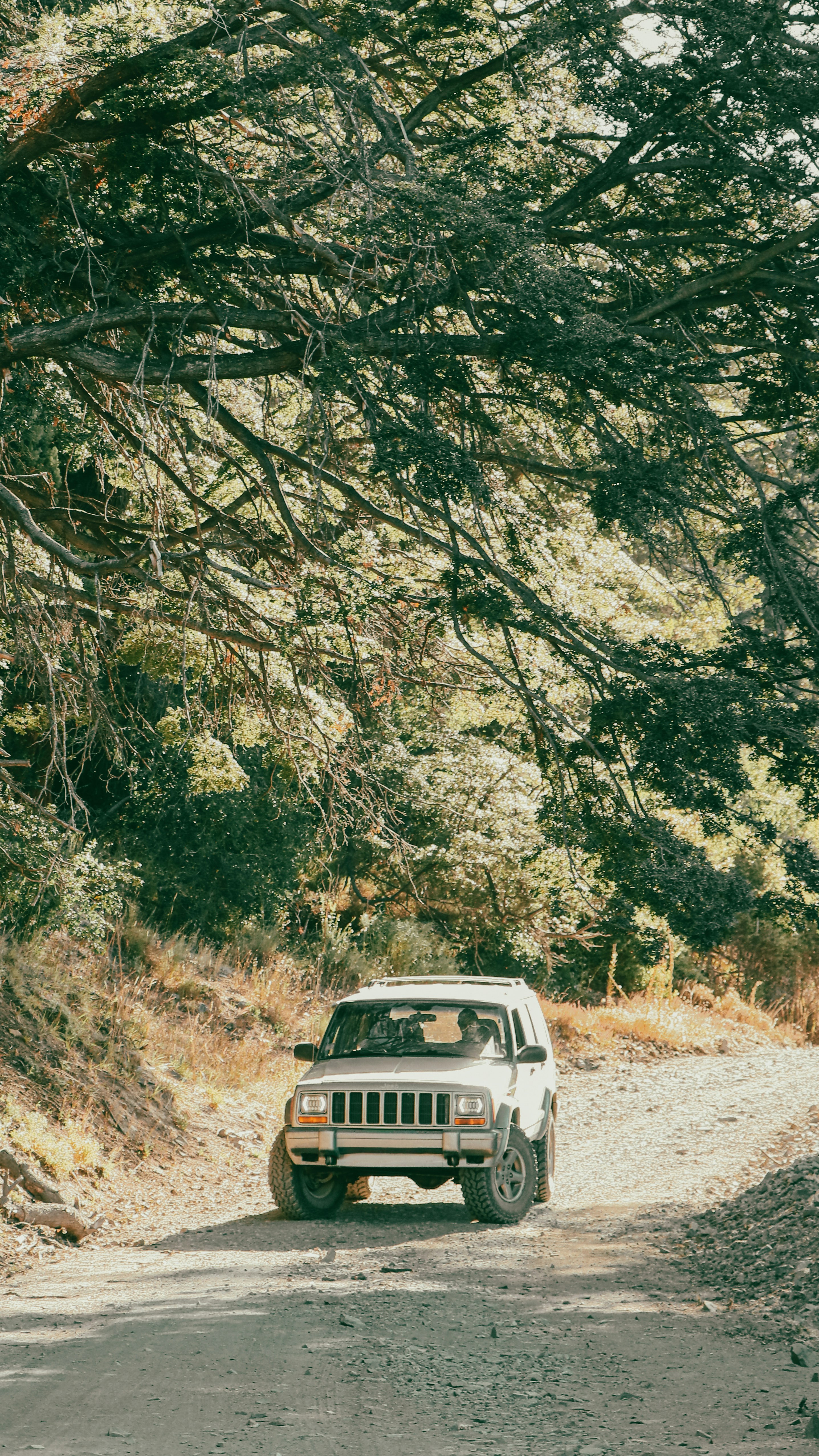 White suv drives on a dirt road through trees