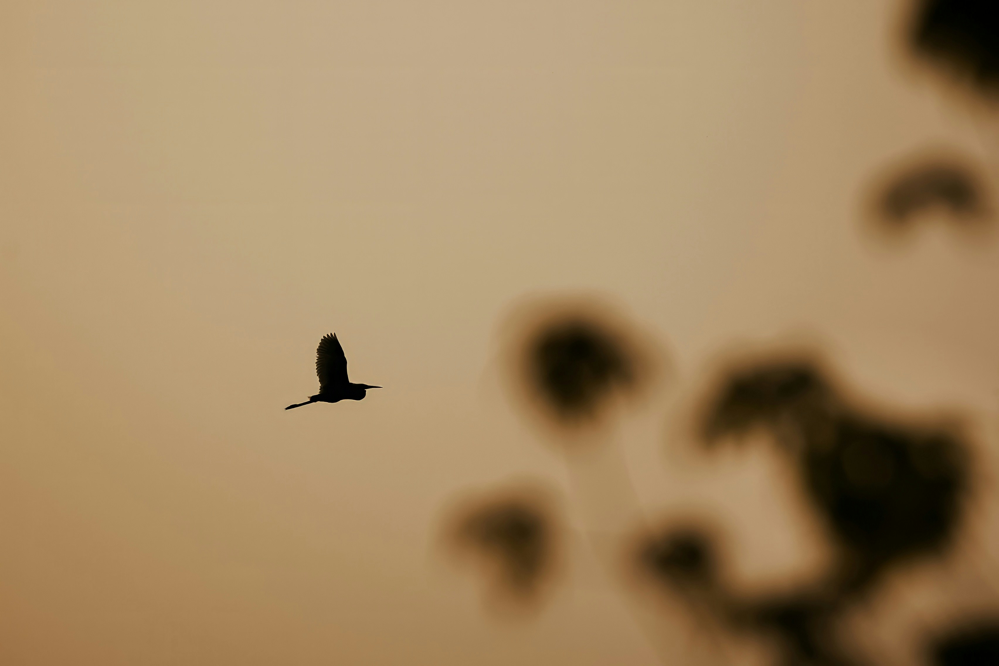 Silhouette of a bird flying against a hazy sky.