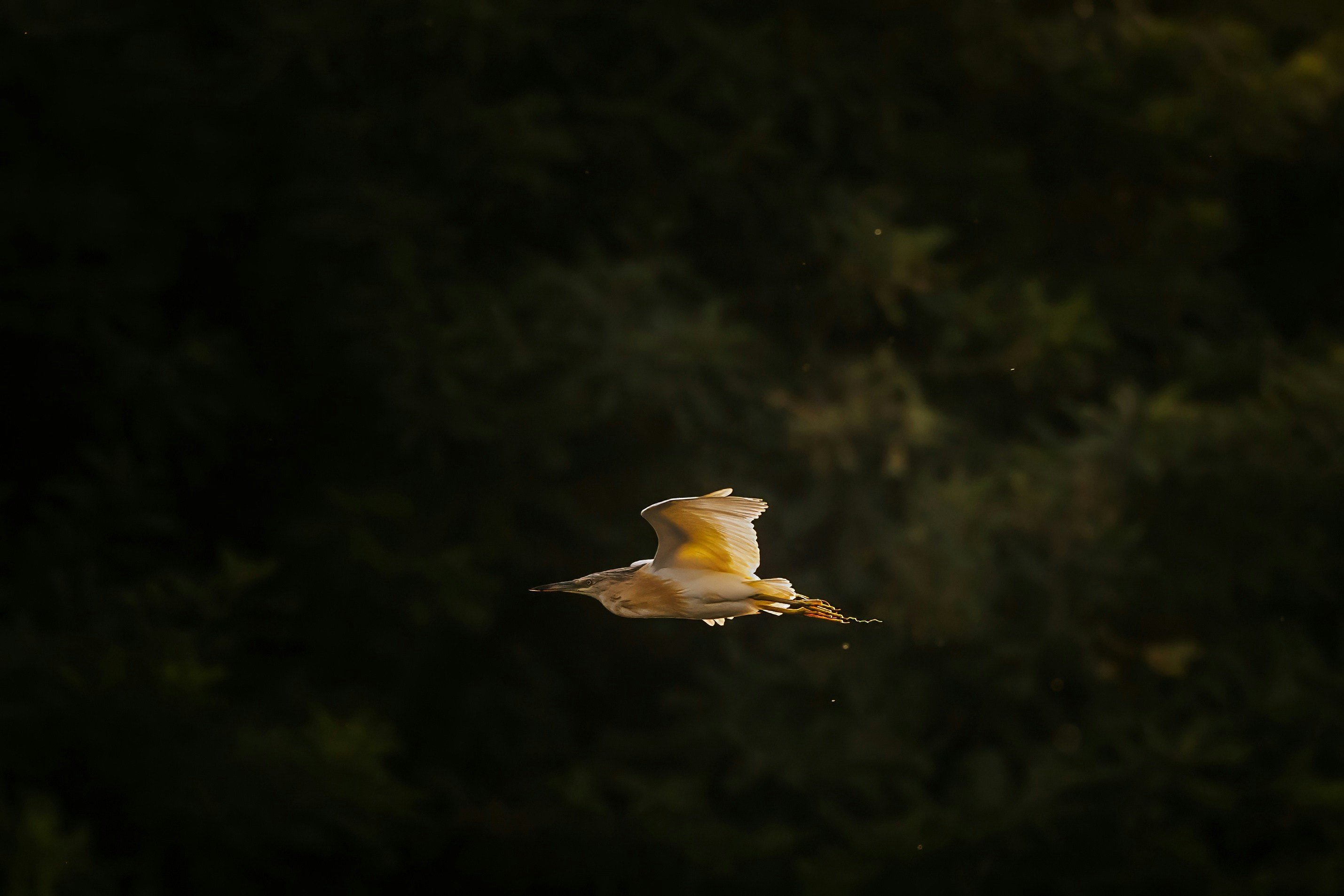 A bird flies with dark trees in the background.