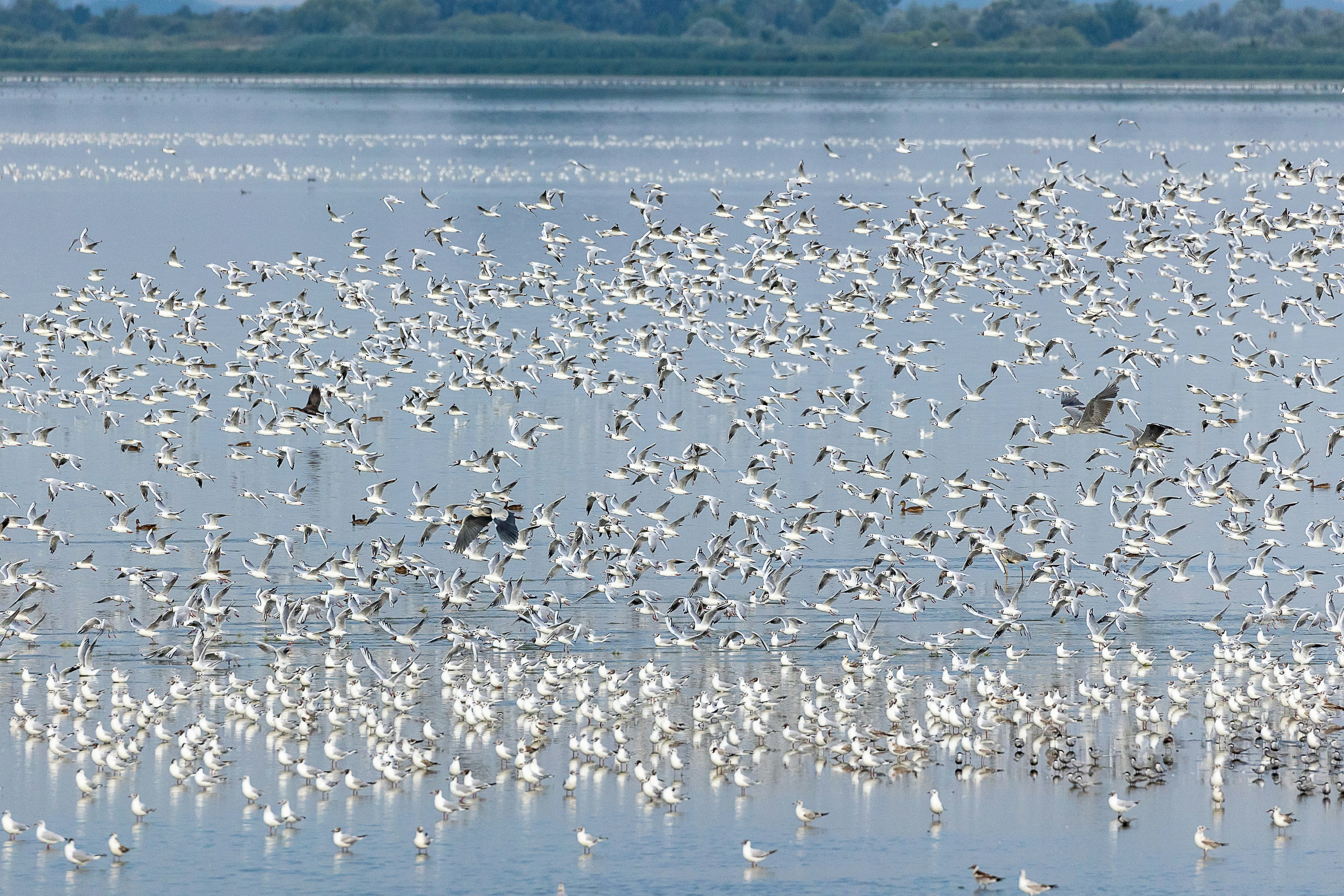 A large flock of birds gathered on the water.