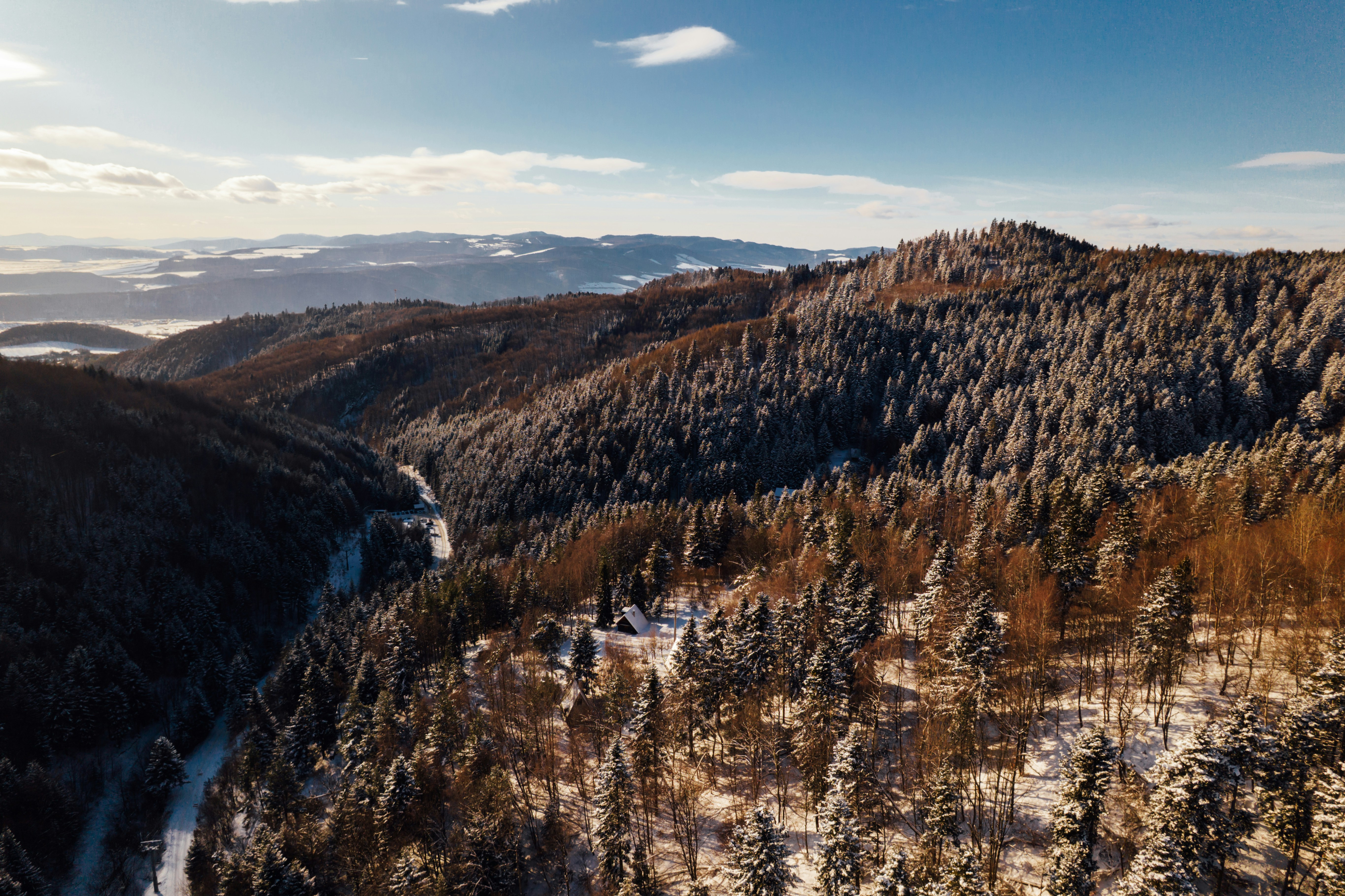 Snow-covered forest on a sunny winter day