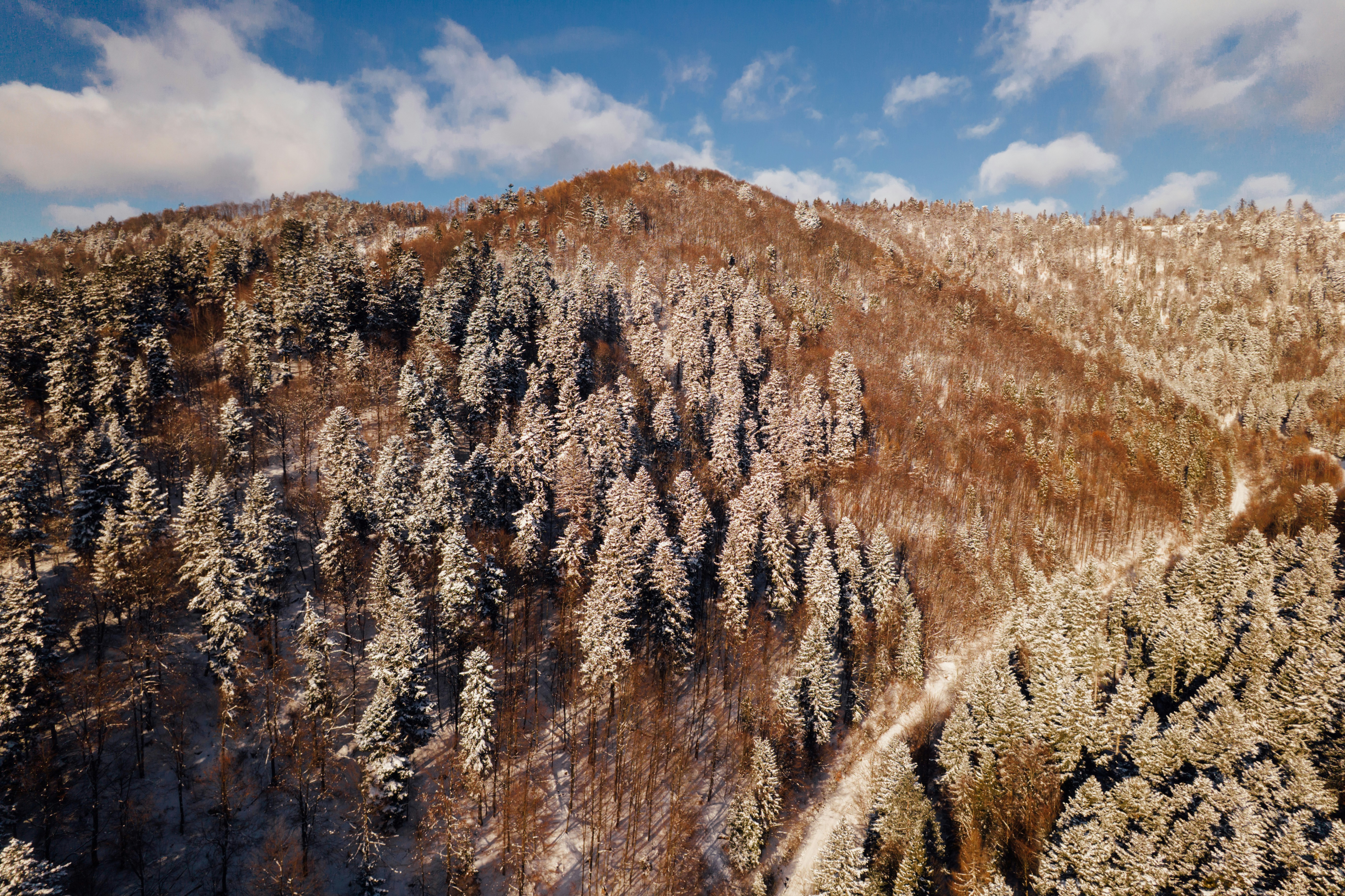 Snow-covered trees on a mountain under a blue sky