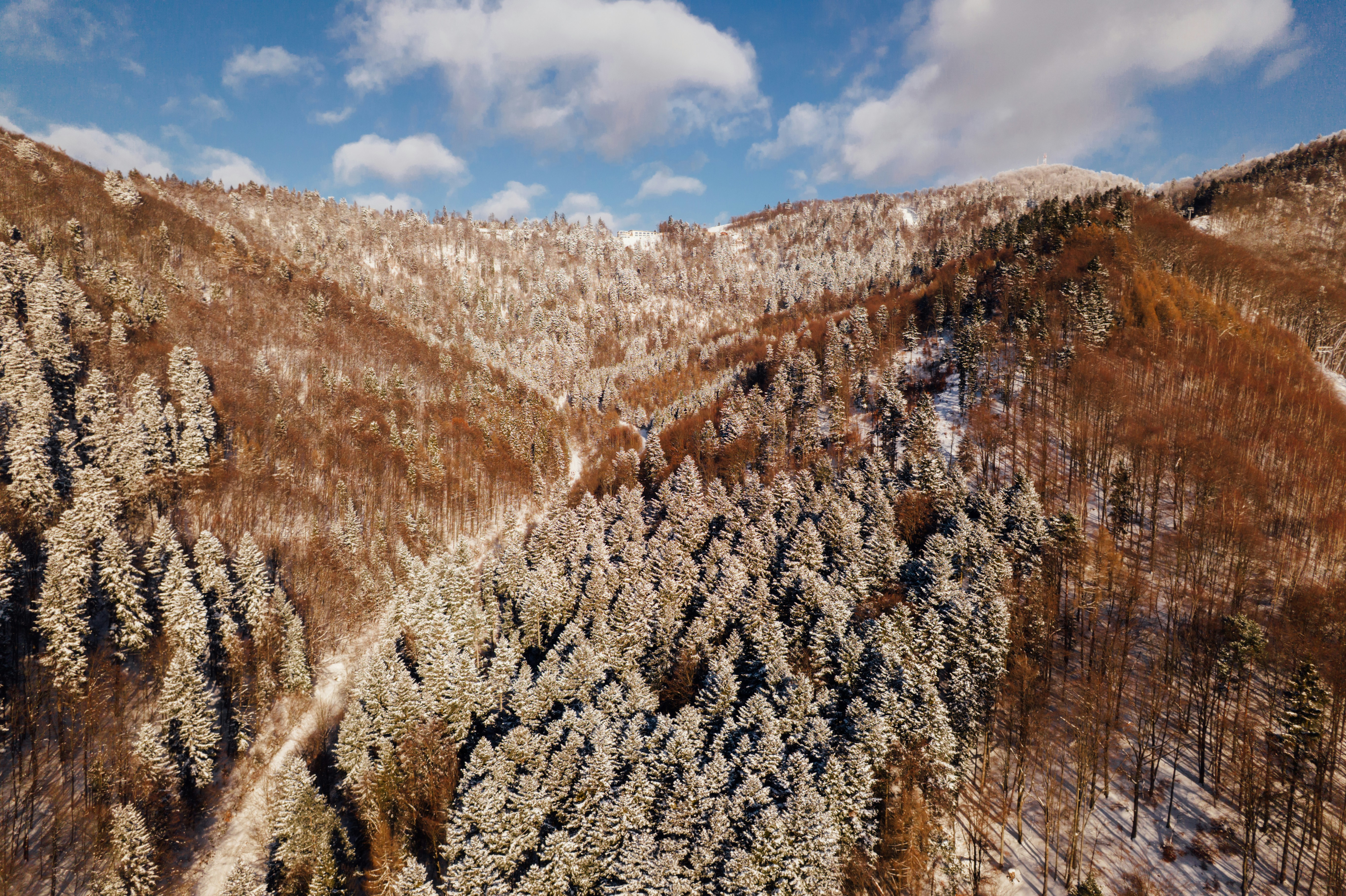 Snow-covered forest on a mountain slope