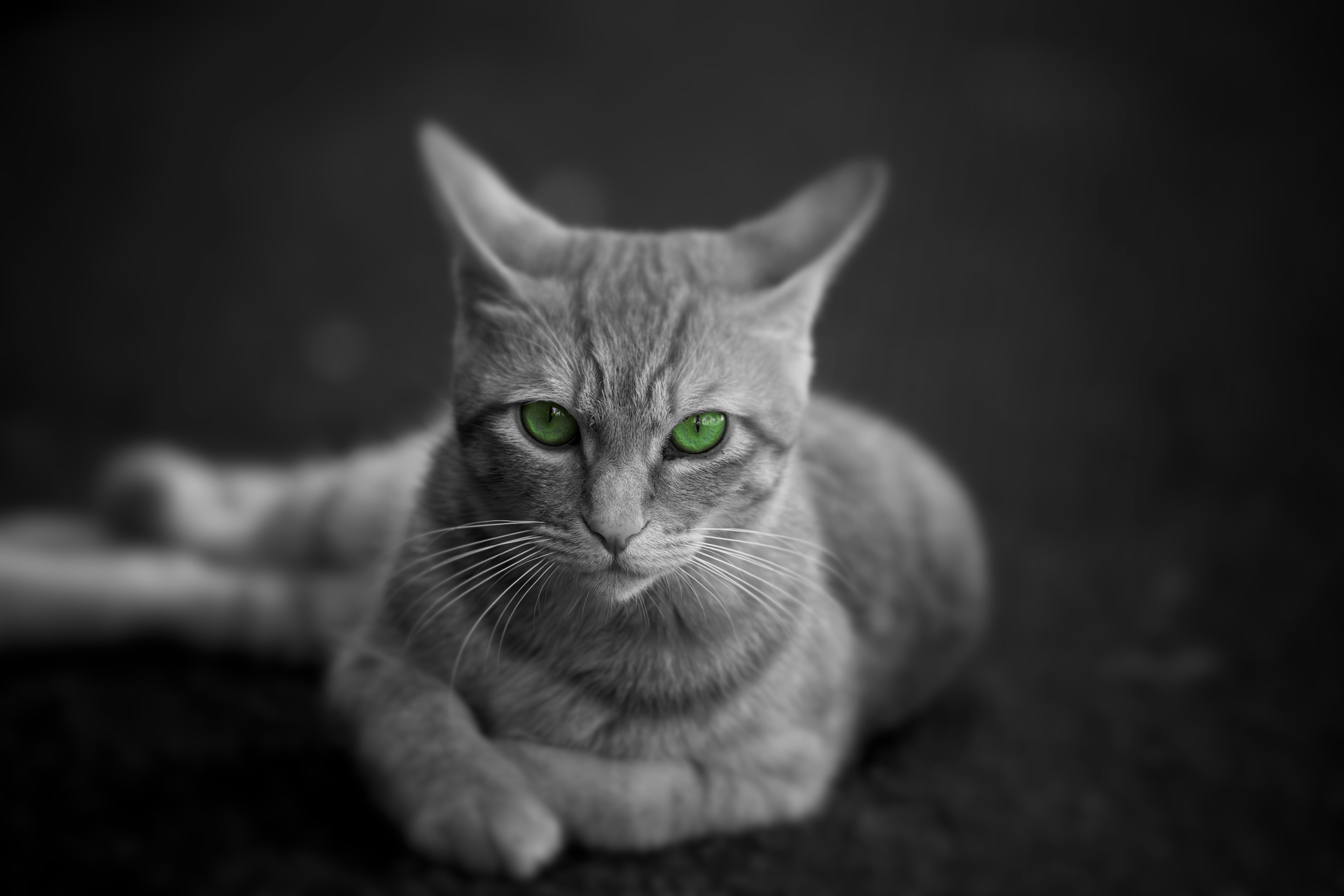 Raffael Gabel (@rgaconceptcat) | Komunitas Foto Unsplash