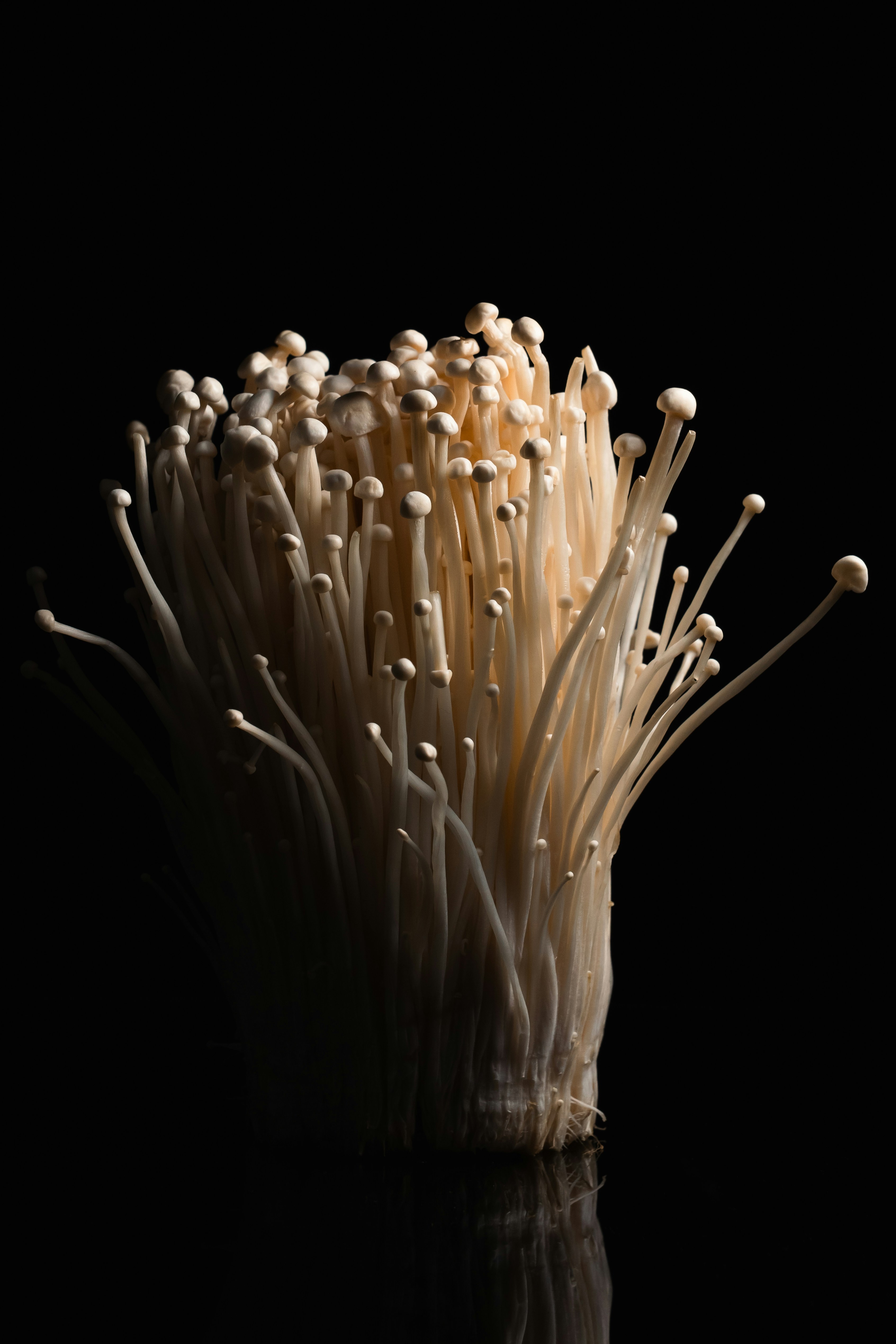 Cluster of enoki mushrooms on a dark background