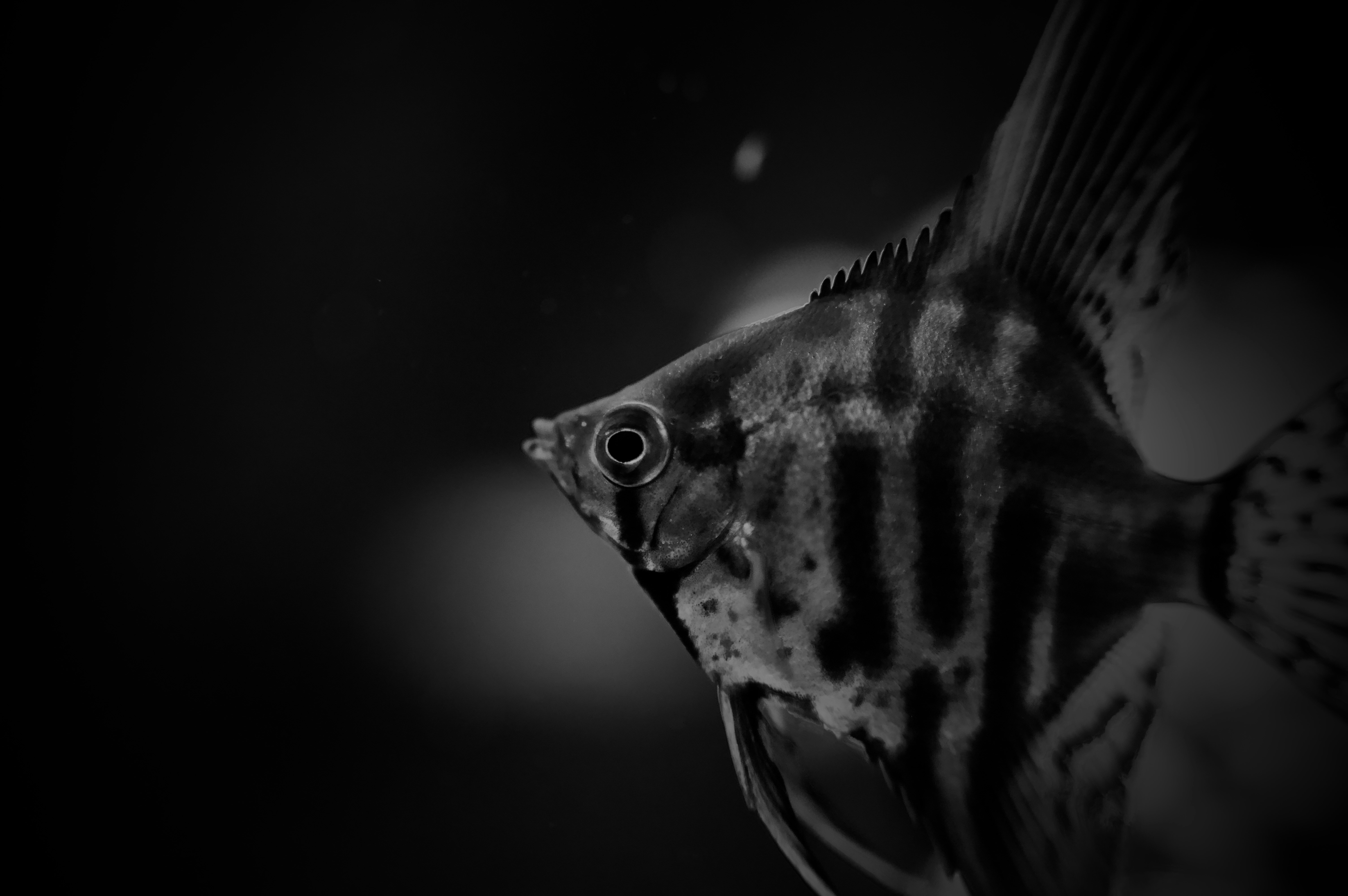 Photo by andreaperillo