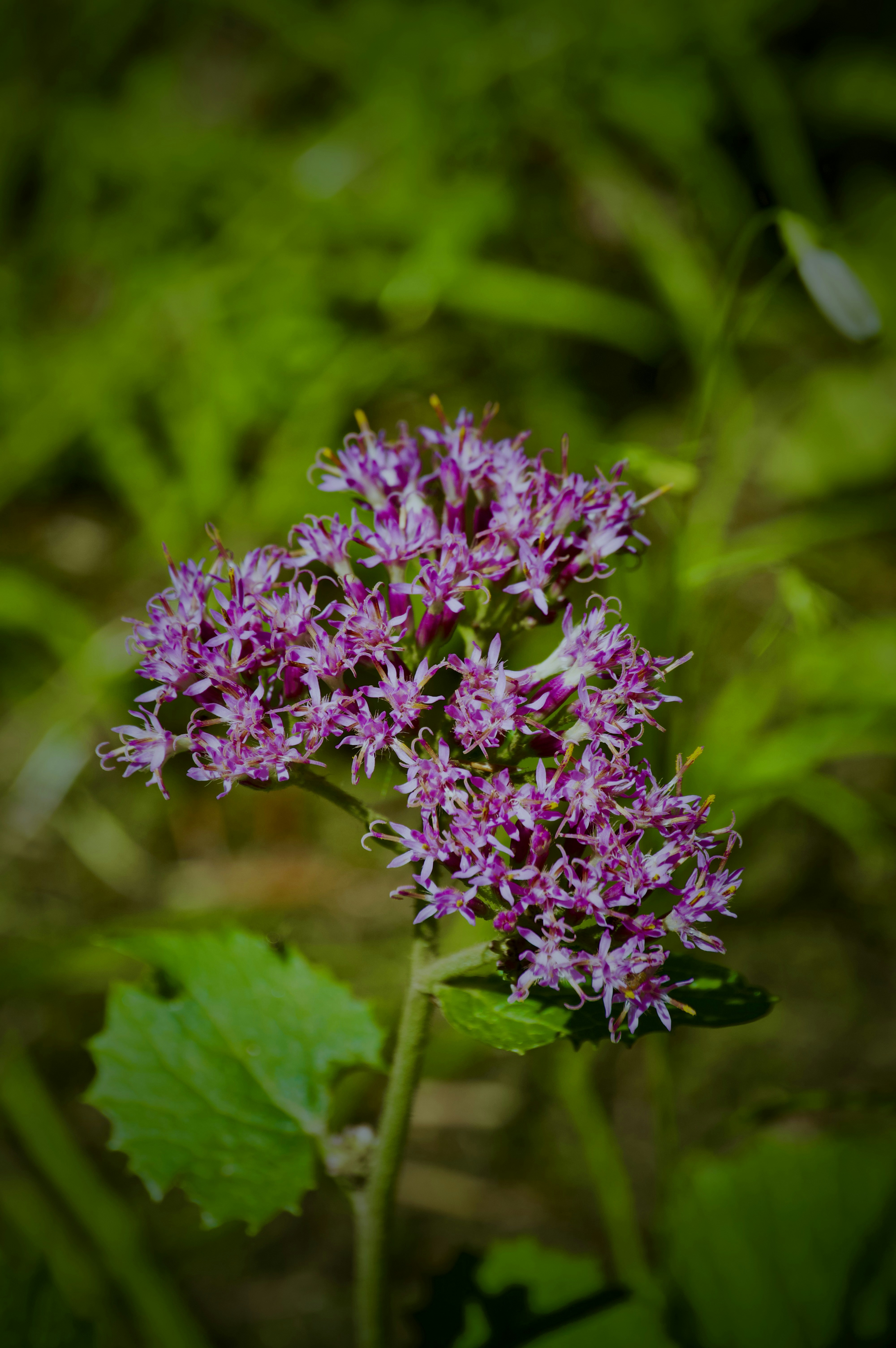 Photo by andreaperillo