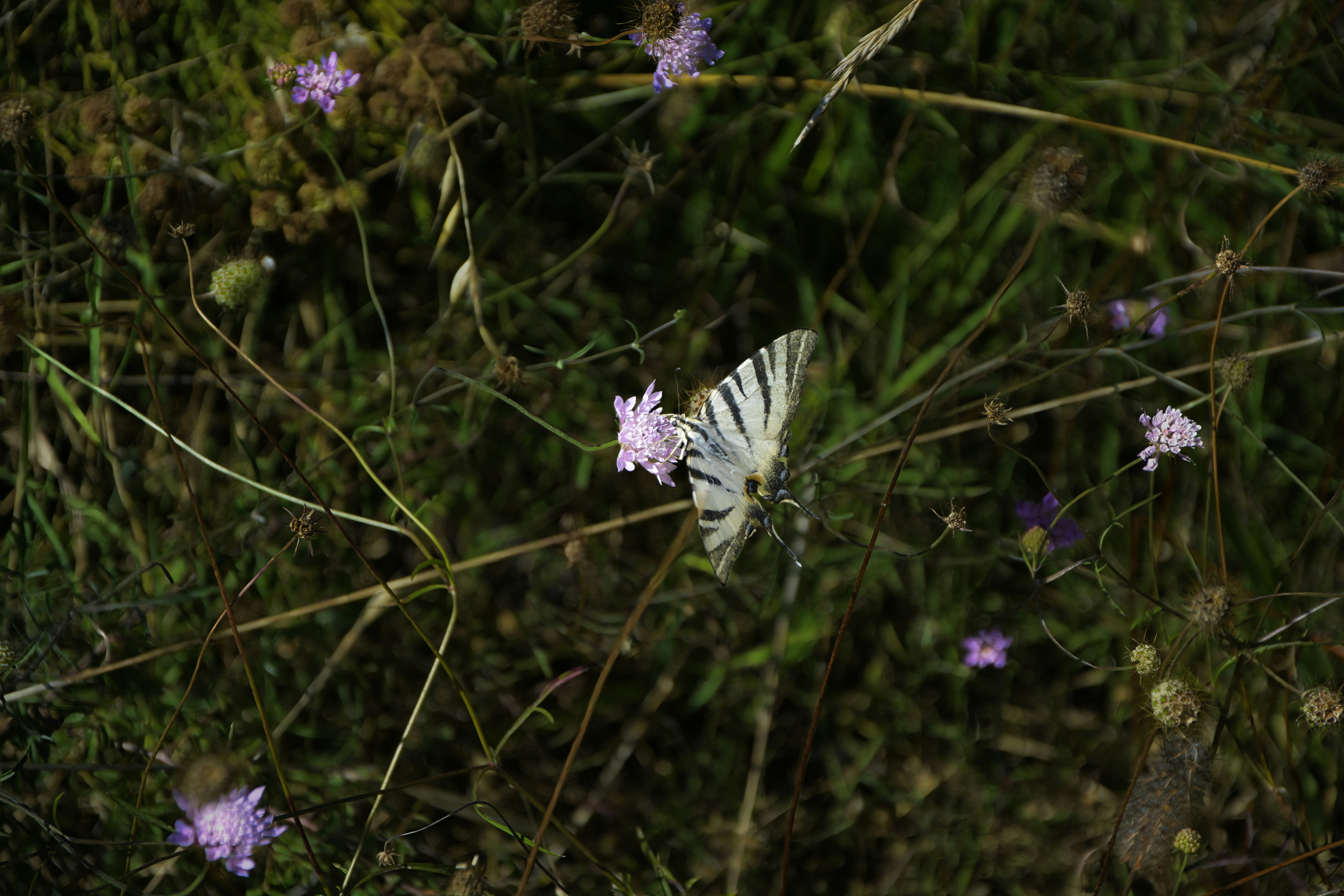 Una mariposa descansa sobre una pequeña flor morada.