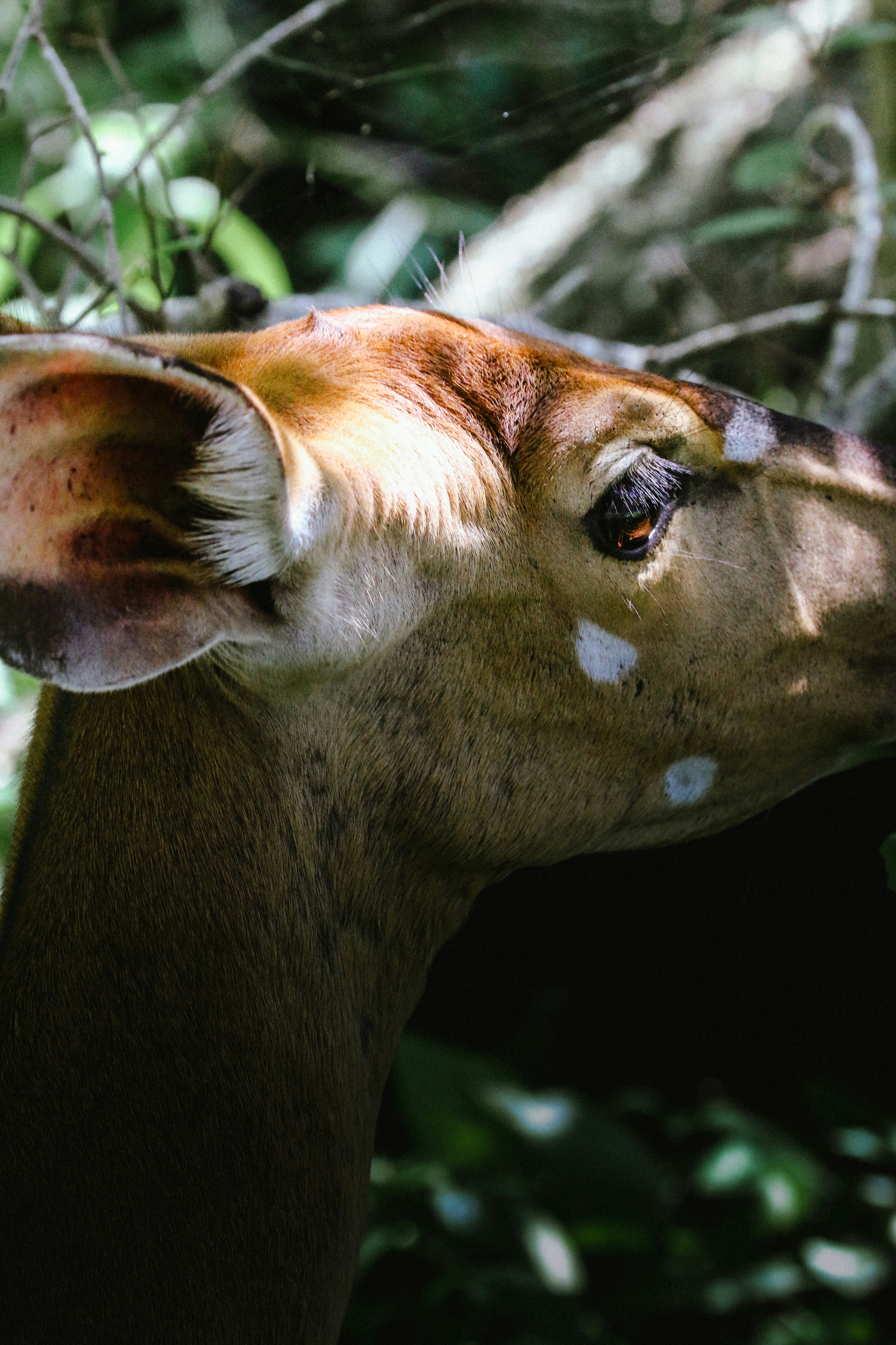 A deer with white spots eats leaves in the forest.