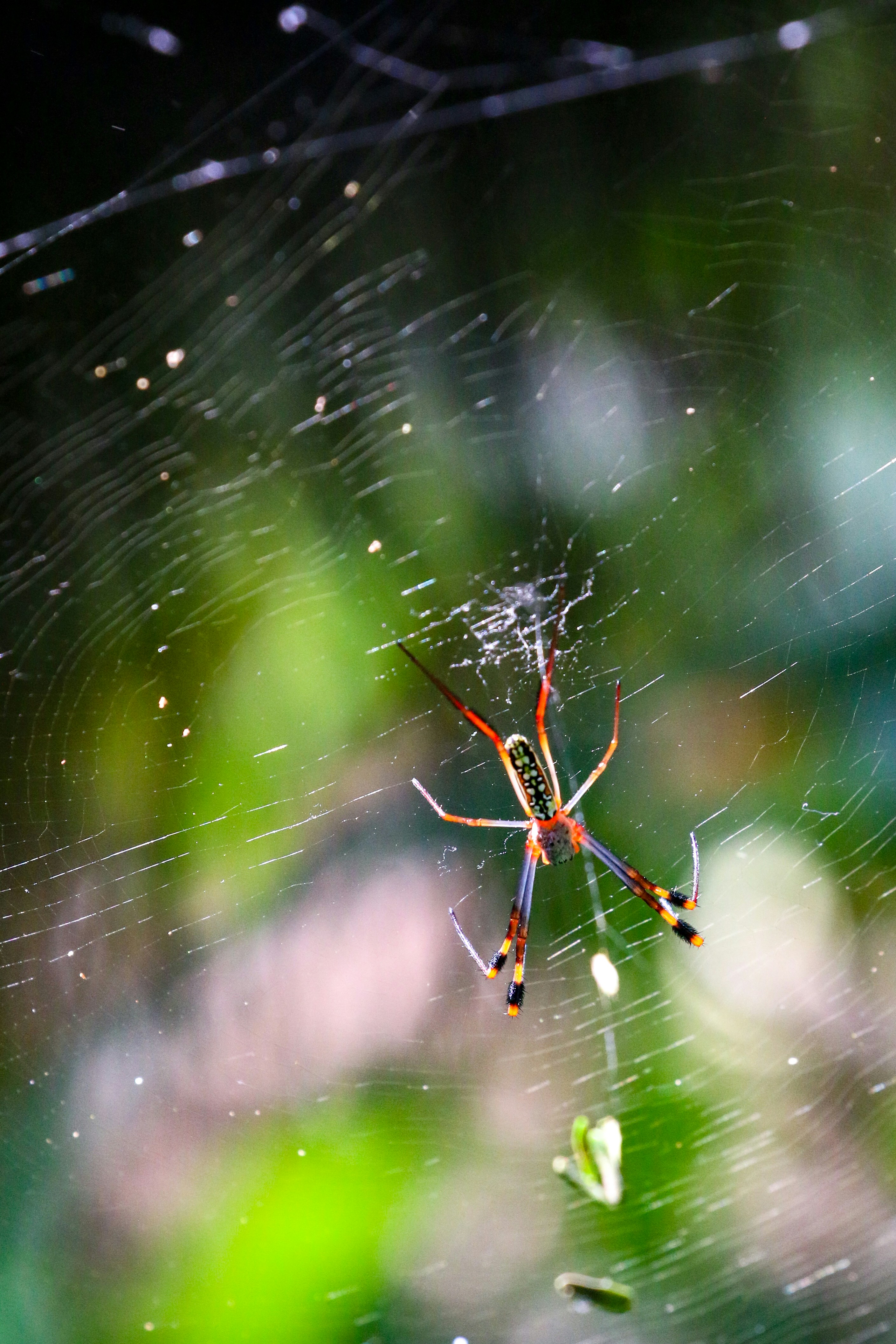 A colorful spider rests on its intricate web.