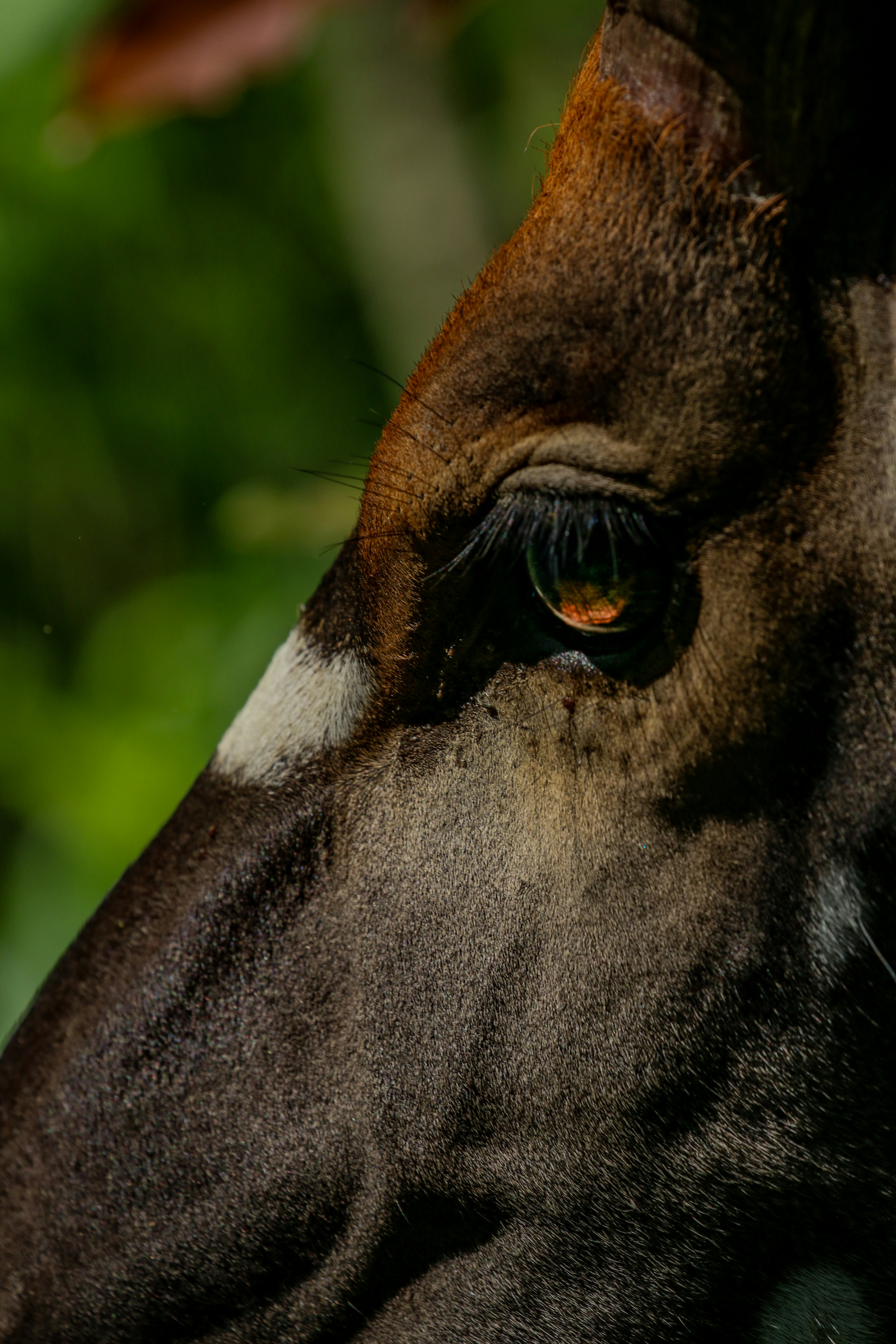 Close up of a bongo antelope's eye and face