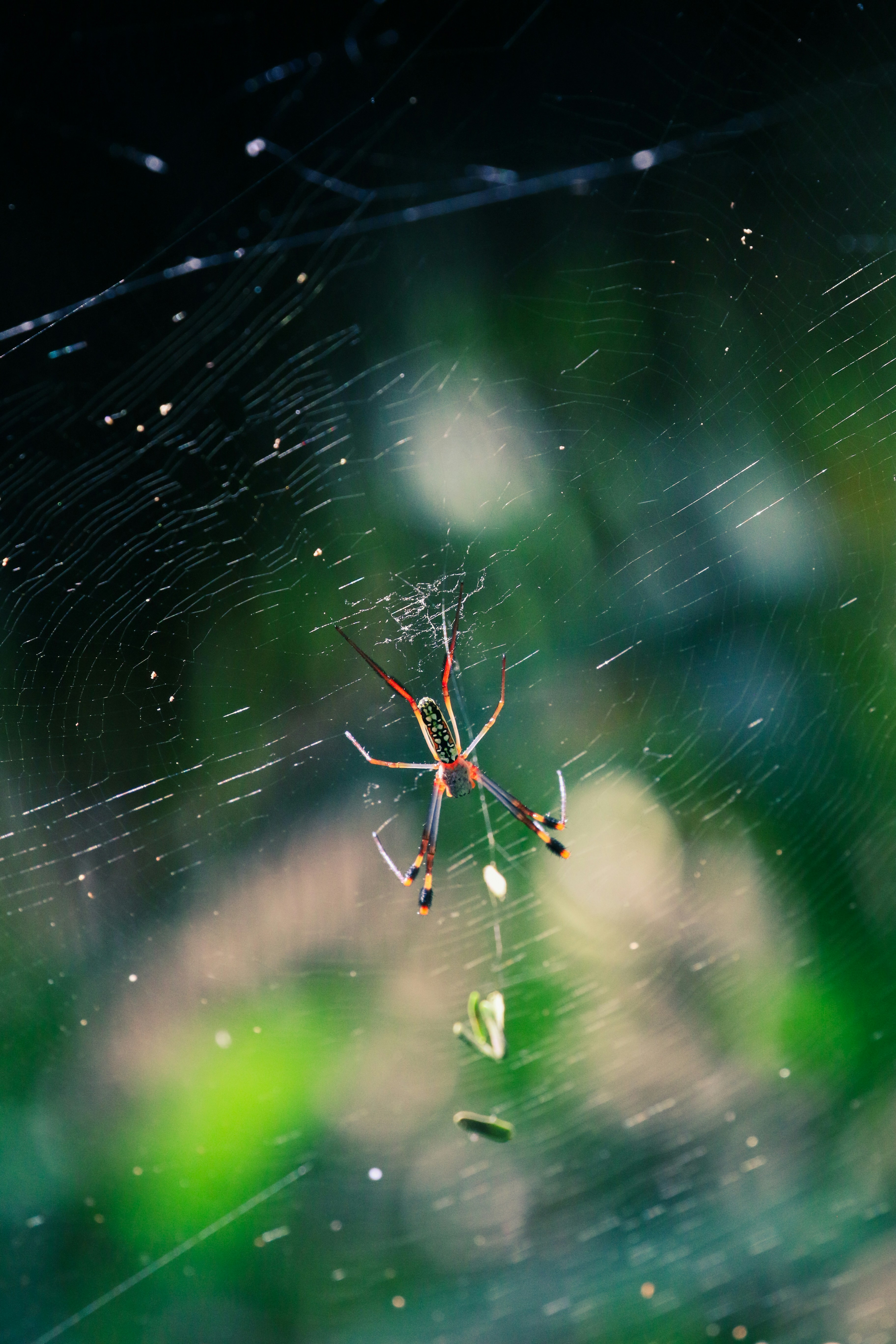 A spider hangs in its intricate web.