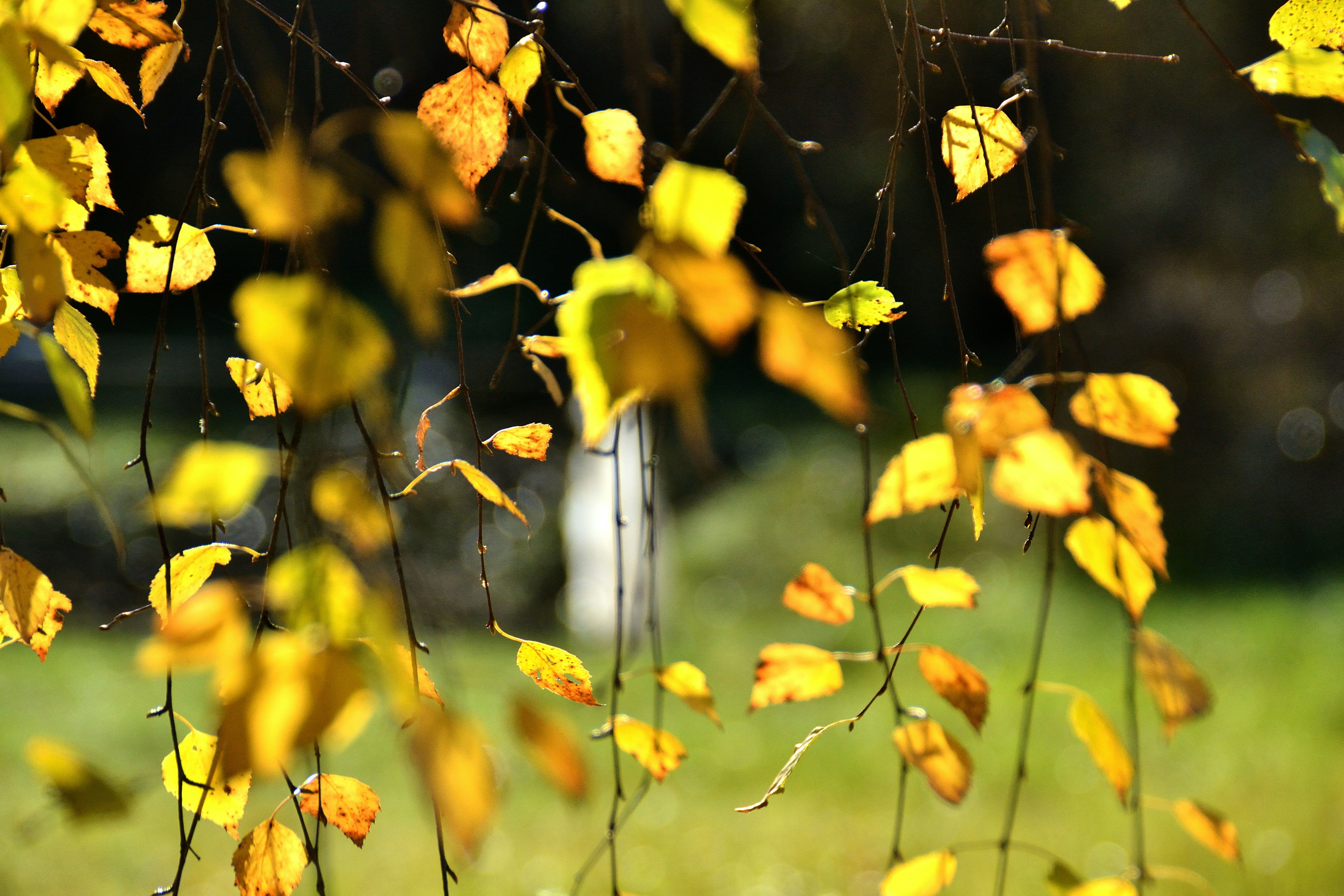 Photo by psilocybe53