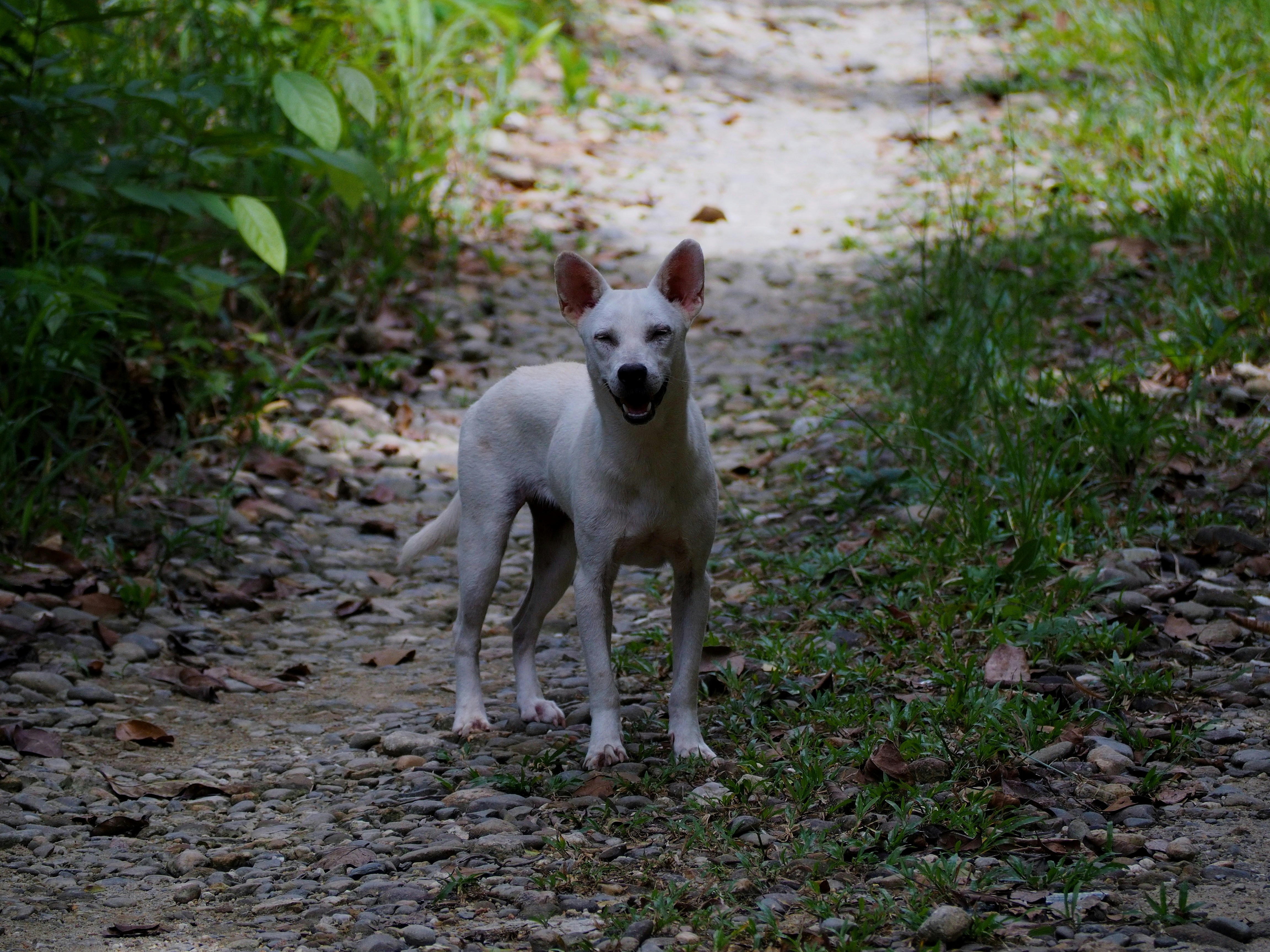 Un cane bianco sta su un sentiero di terra.