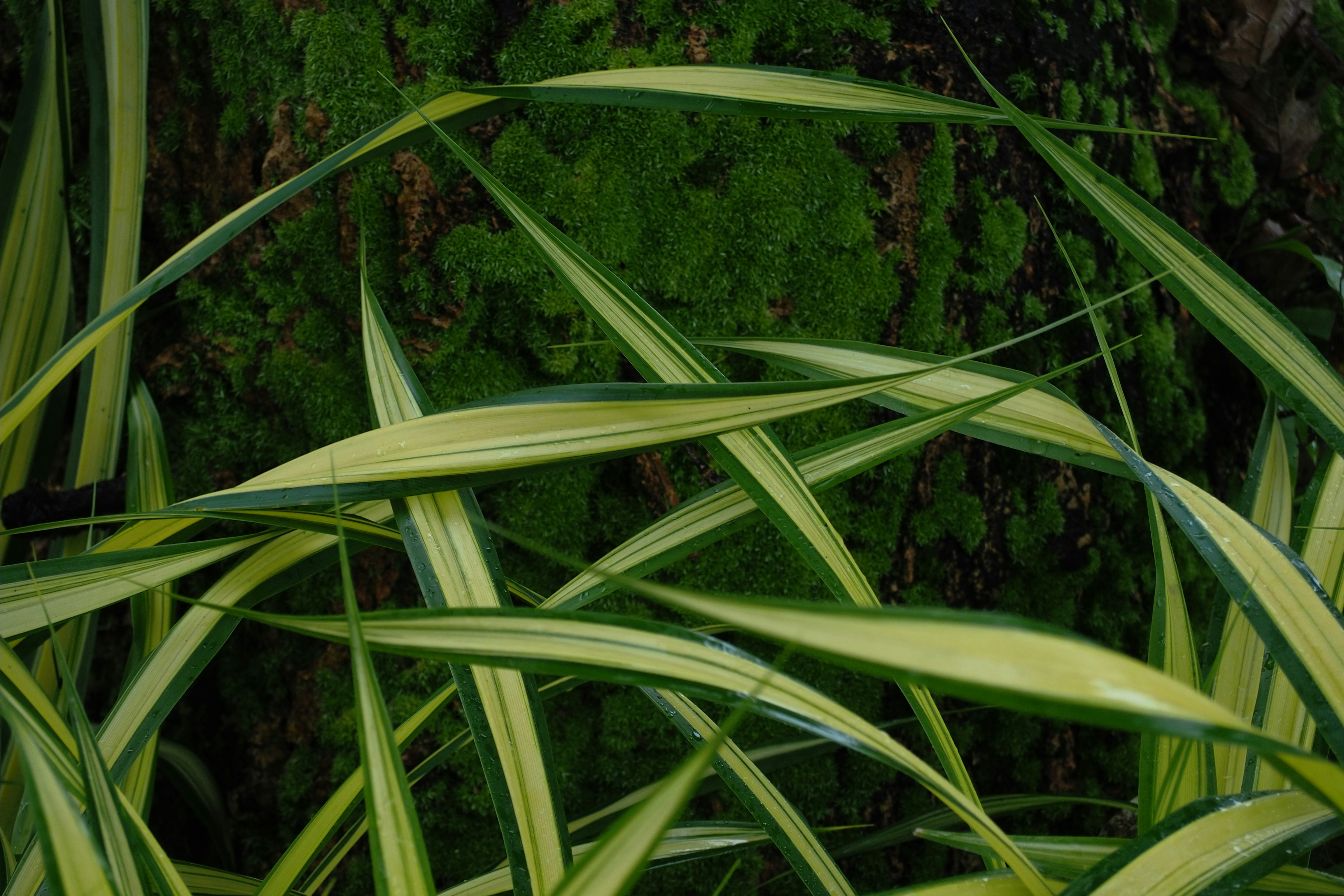 Photo by anna_amelina