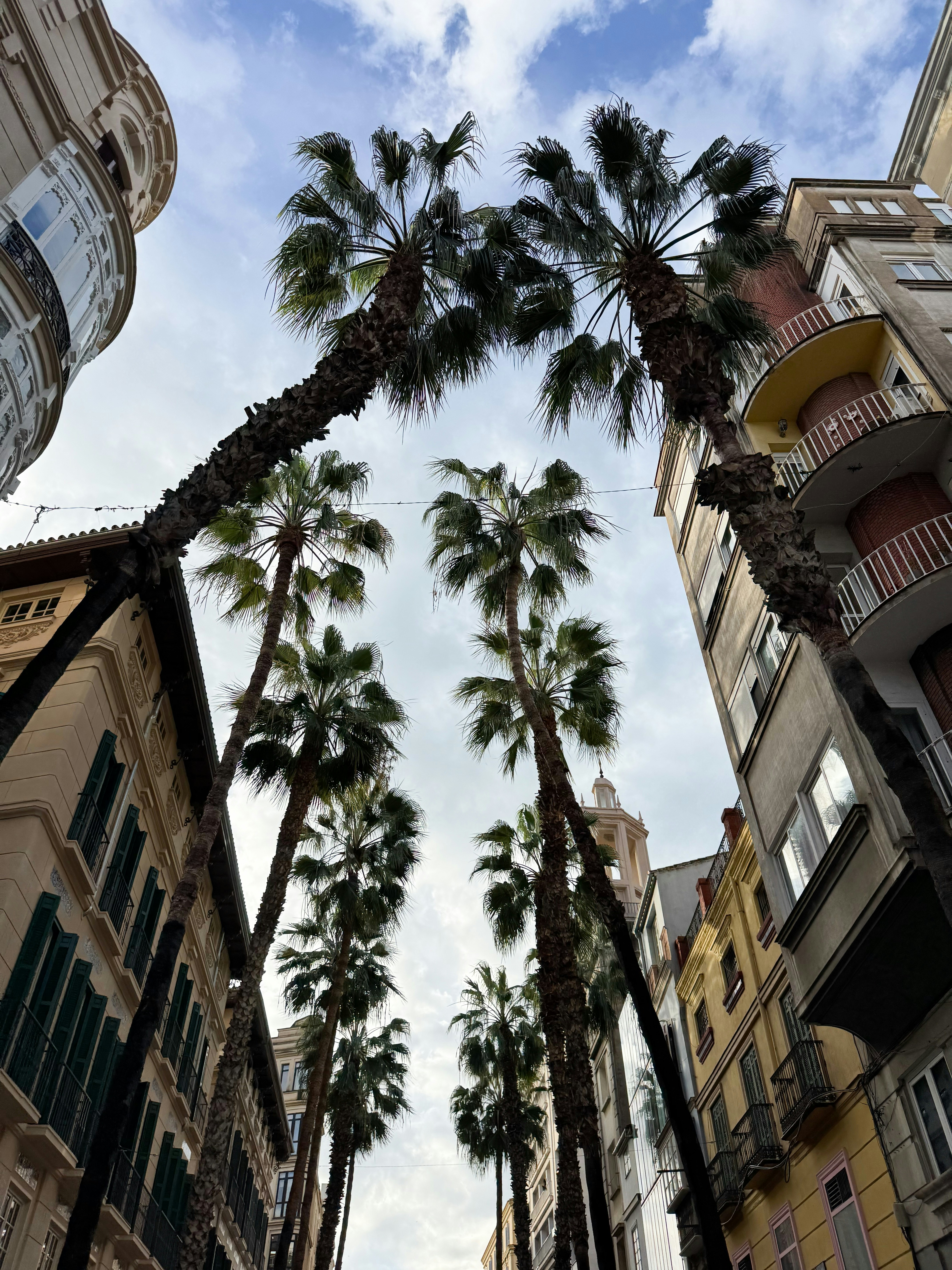 Hohe Palmen säumen eine Straße zwischen den Gebäuden.