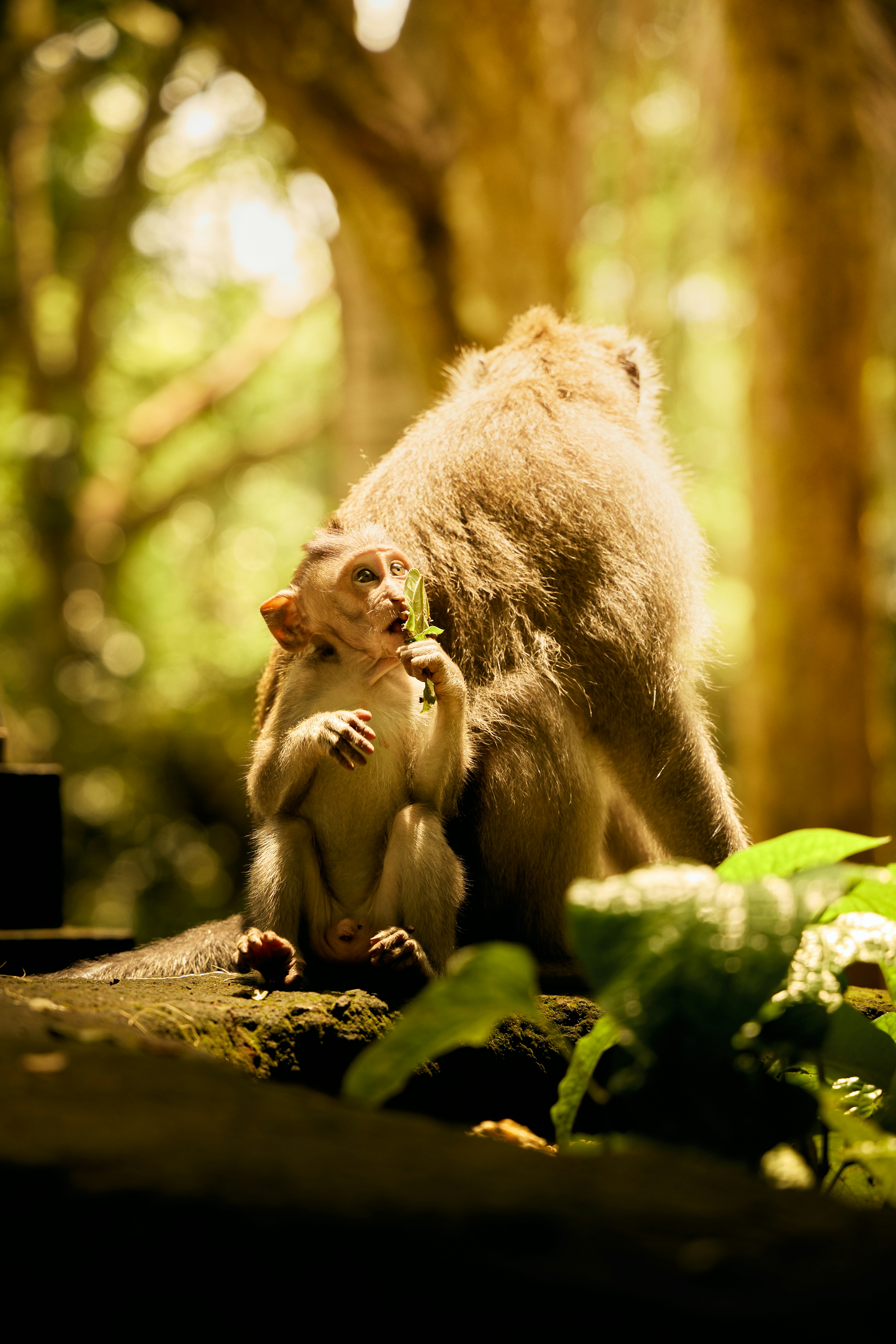 A baby monkey eats a leaf next to its mother.