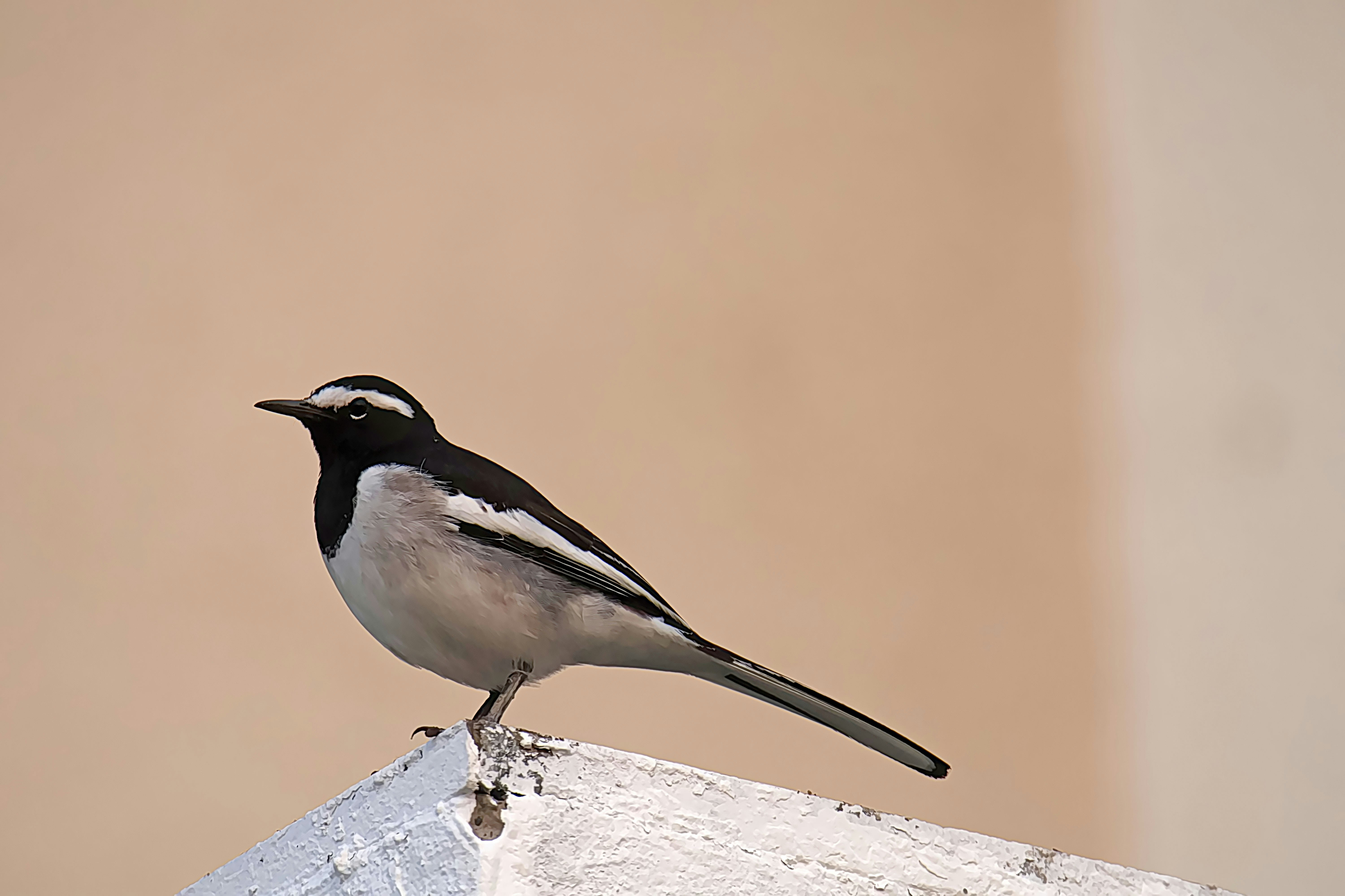 A black and white wagtail bird perched on a surface.