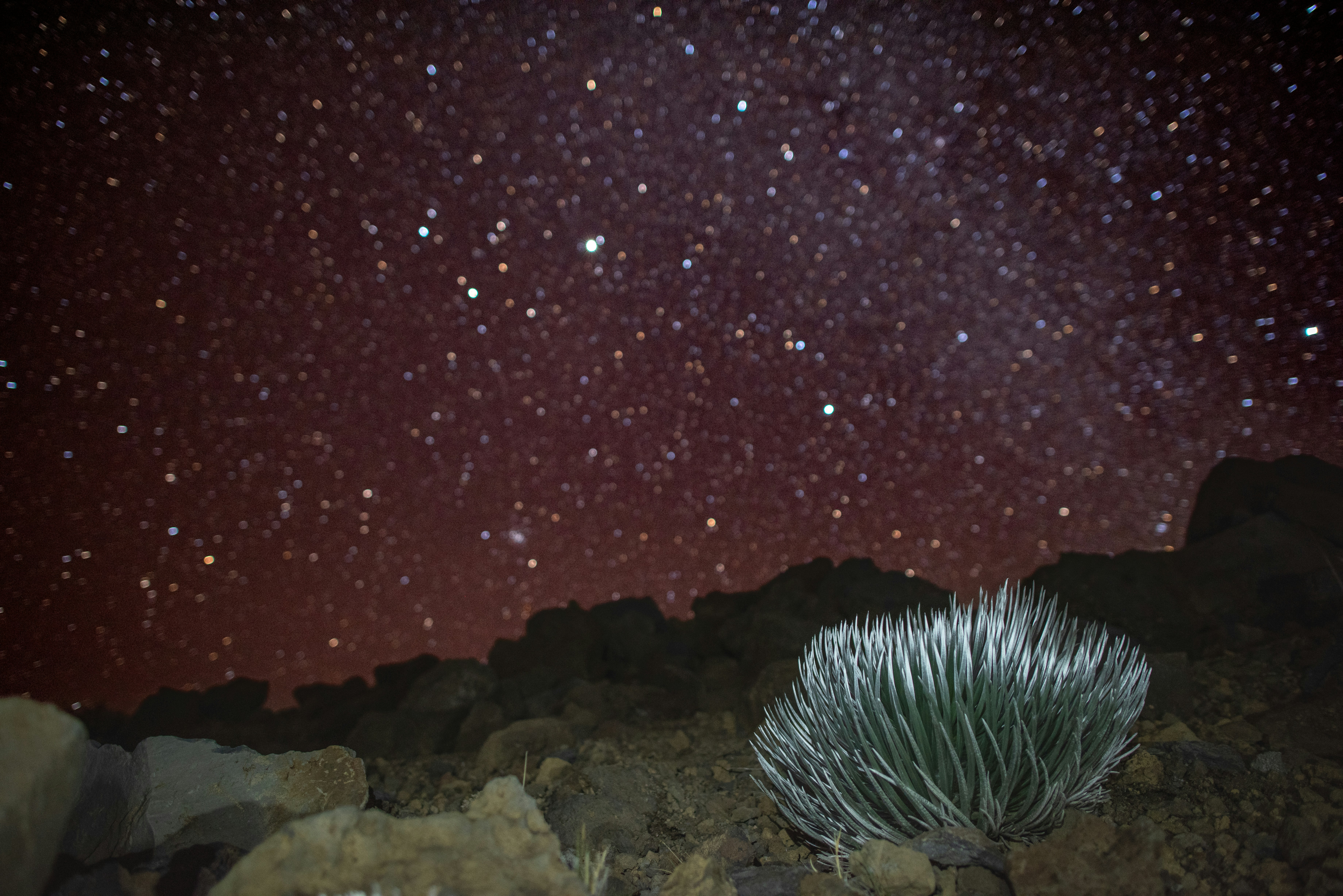 Une plante solitaire sous un ciel étoilé