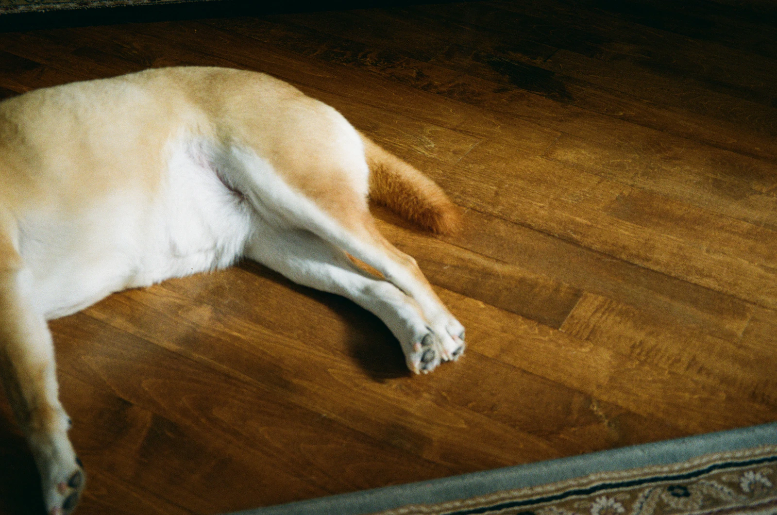 Perro descansando sobre un suelo de madera