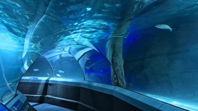 Dubai Aquarium & Underwater Zoo