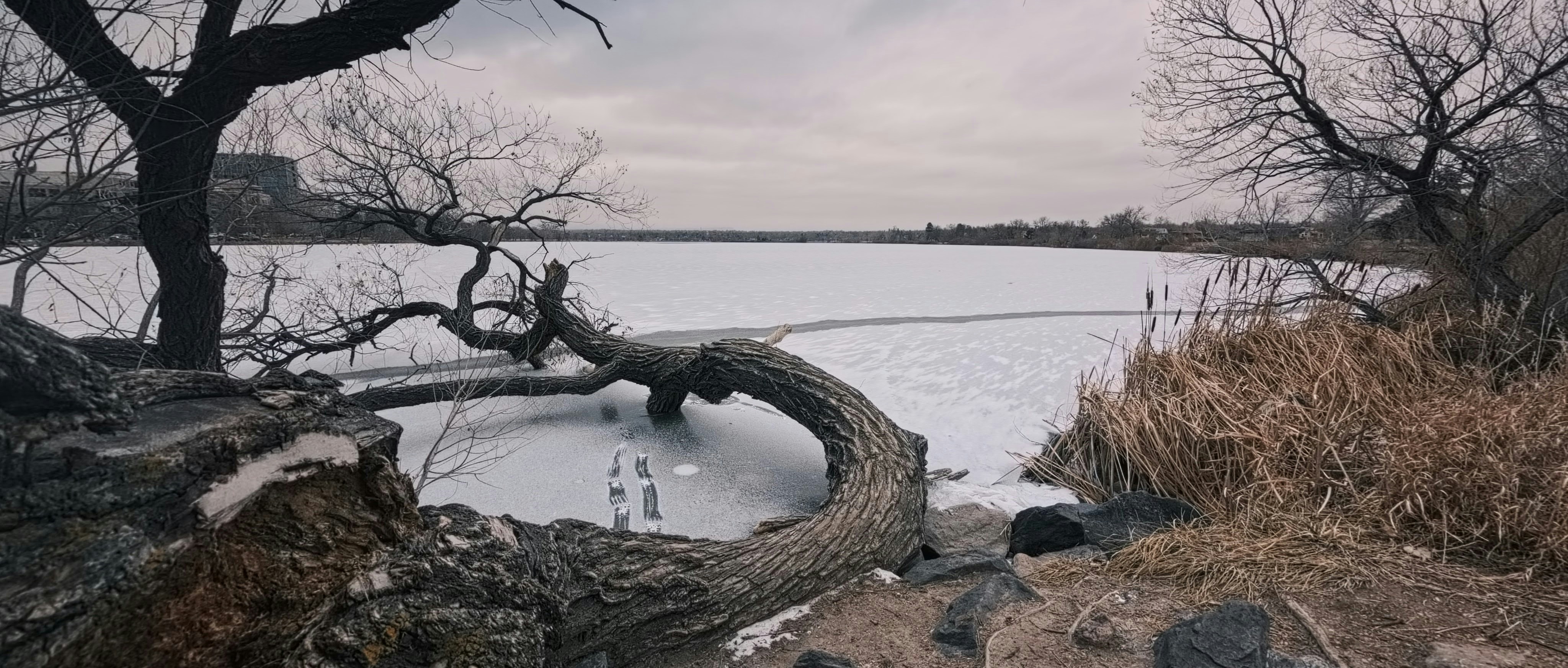 Frozen lake with bare trees and overcast sky