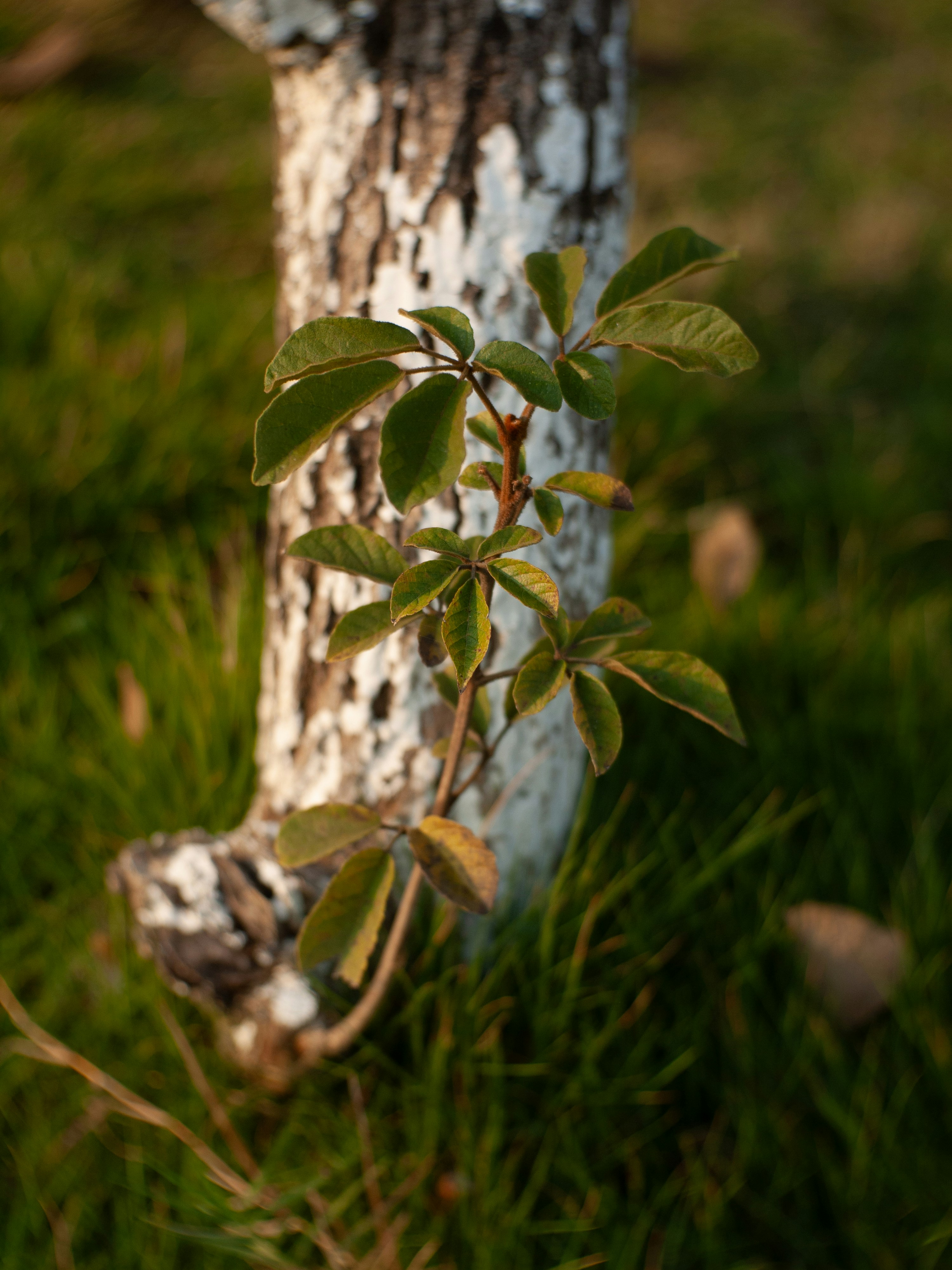 A young plant grows on a tree trunk