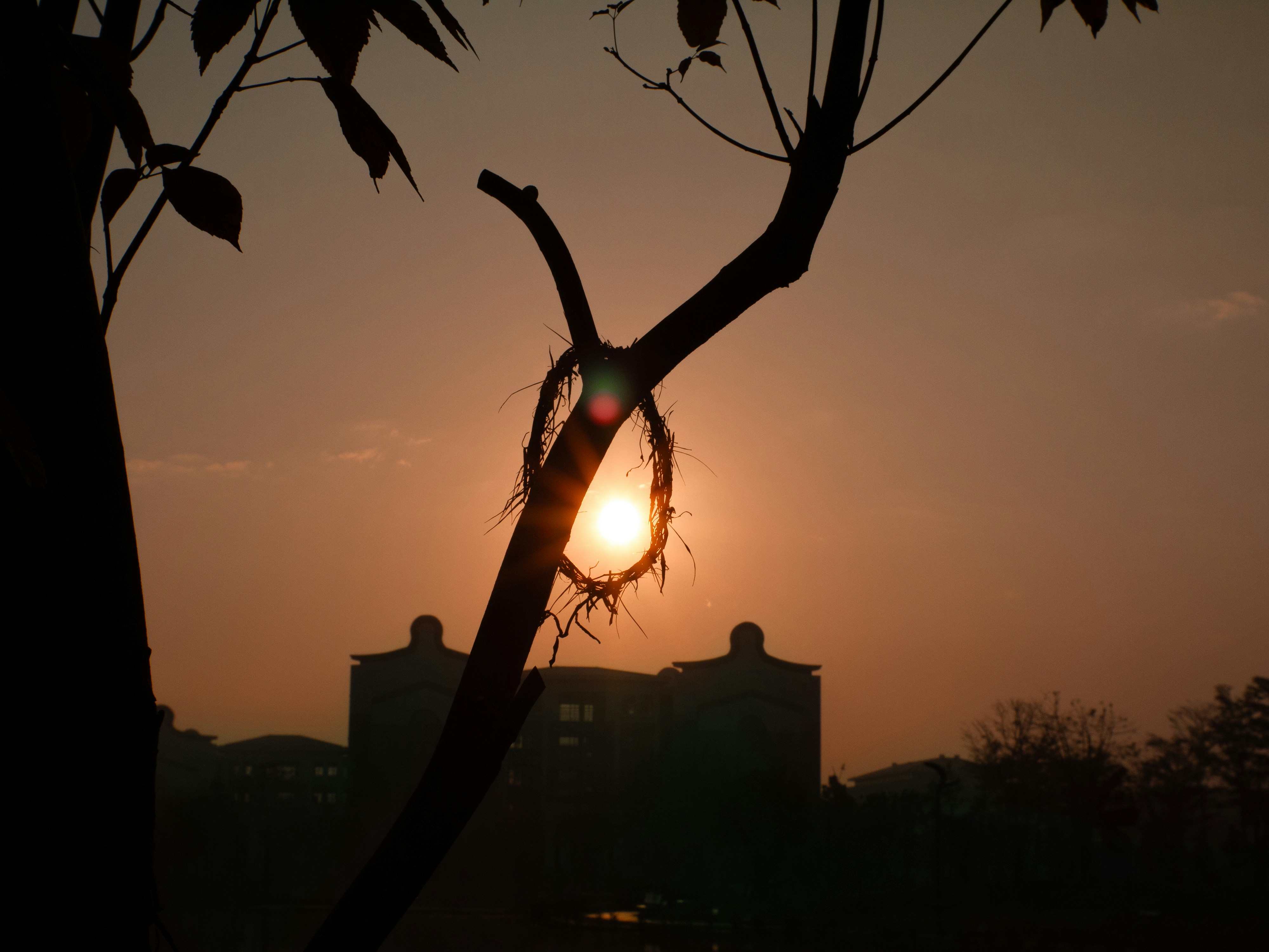 Sunset behind a tree branch with a building.