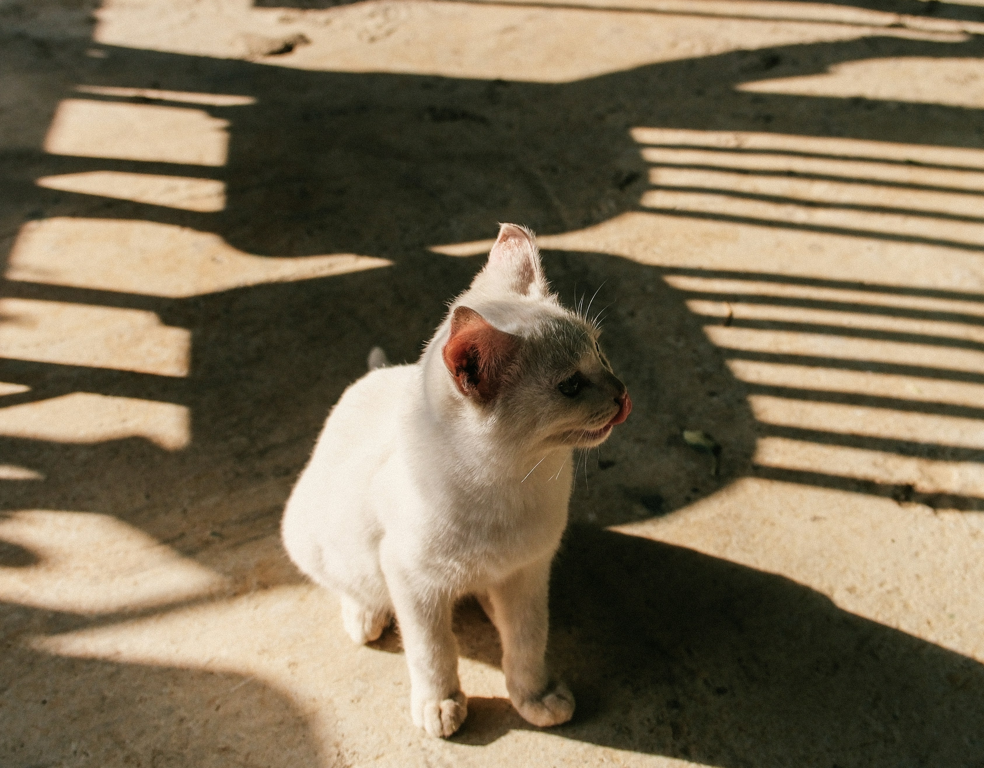 A white cat sits on a concrete surface with shadows.