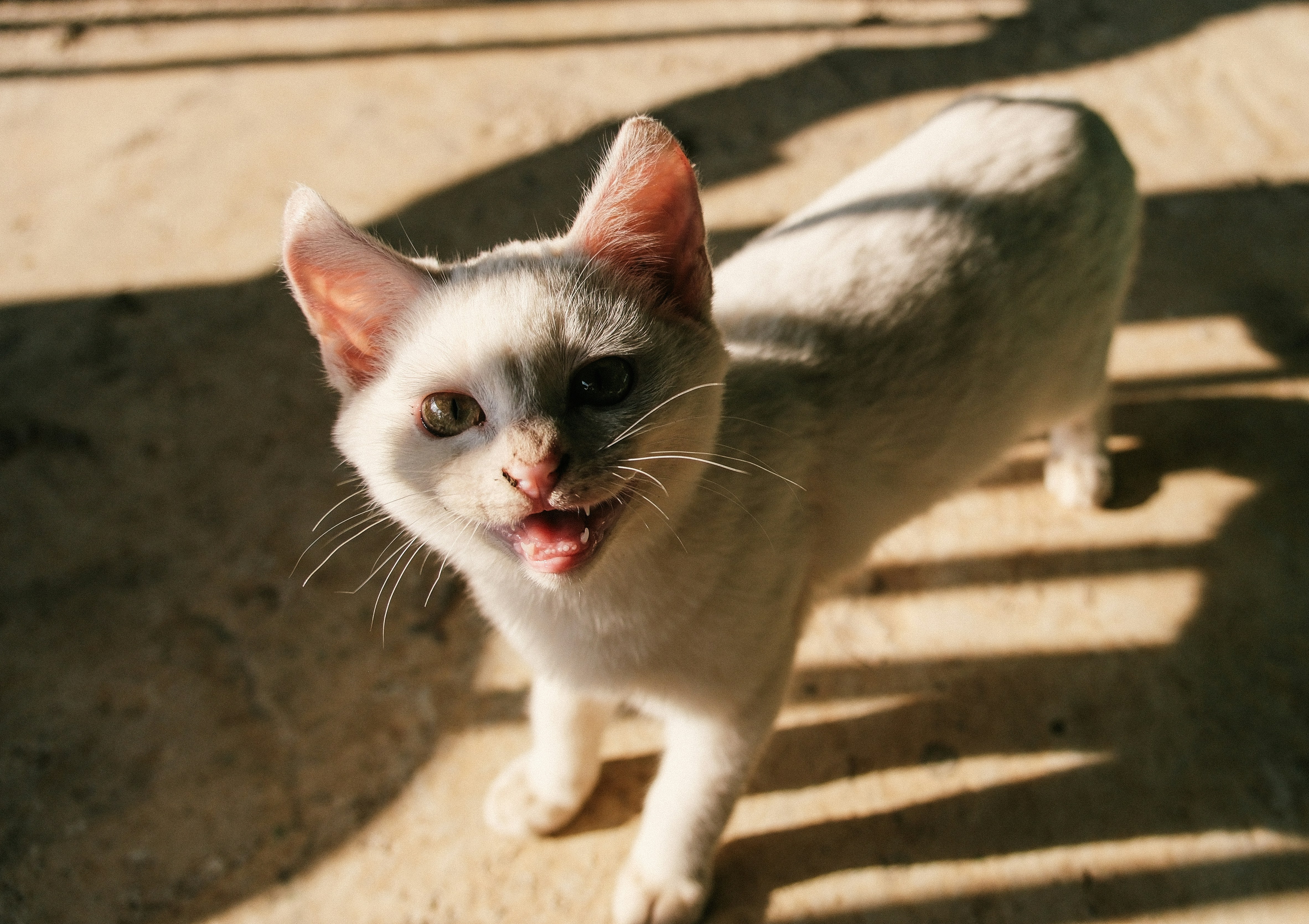 A white cat with open mouth looks up.